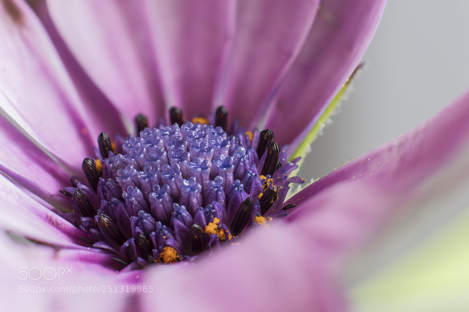 Canon EOS 700D (EOS Rebel T5i / EOS Kiss X7i) sample photo. Pollen begins to appear photography