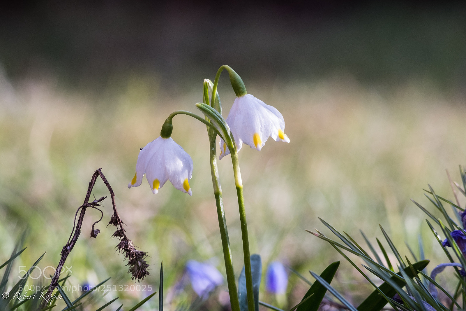 Fujifilm X-Pro1 sample photo. Flower photography