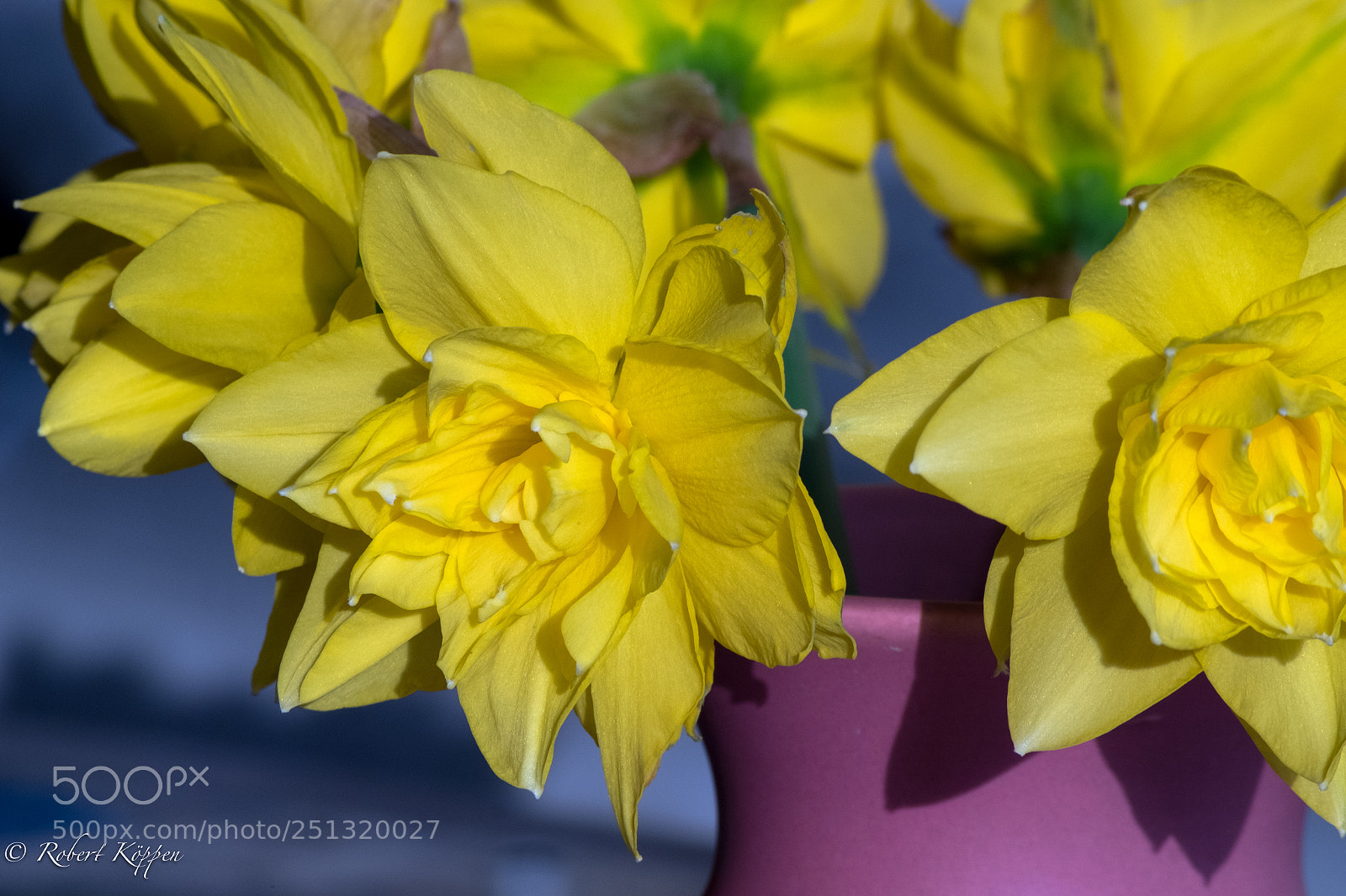 Fujifilm X-Pro1 sample photo. Flower photography