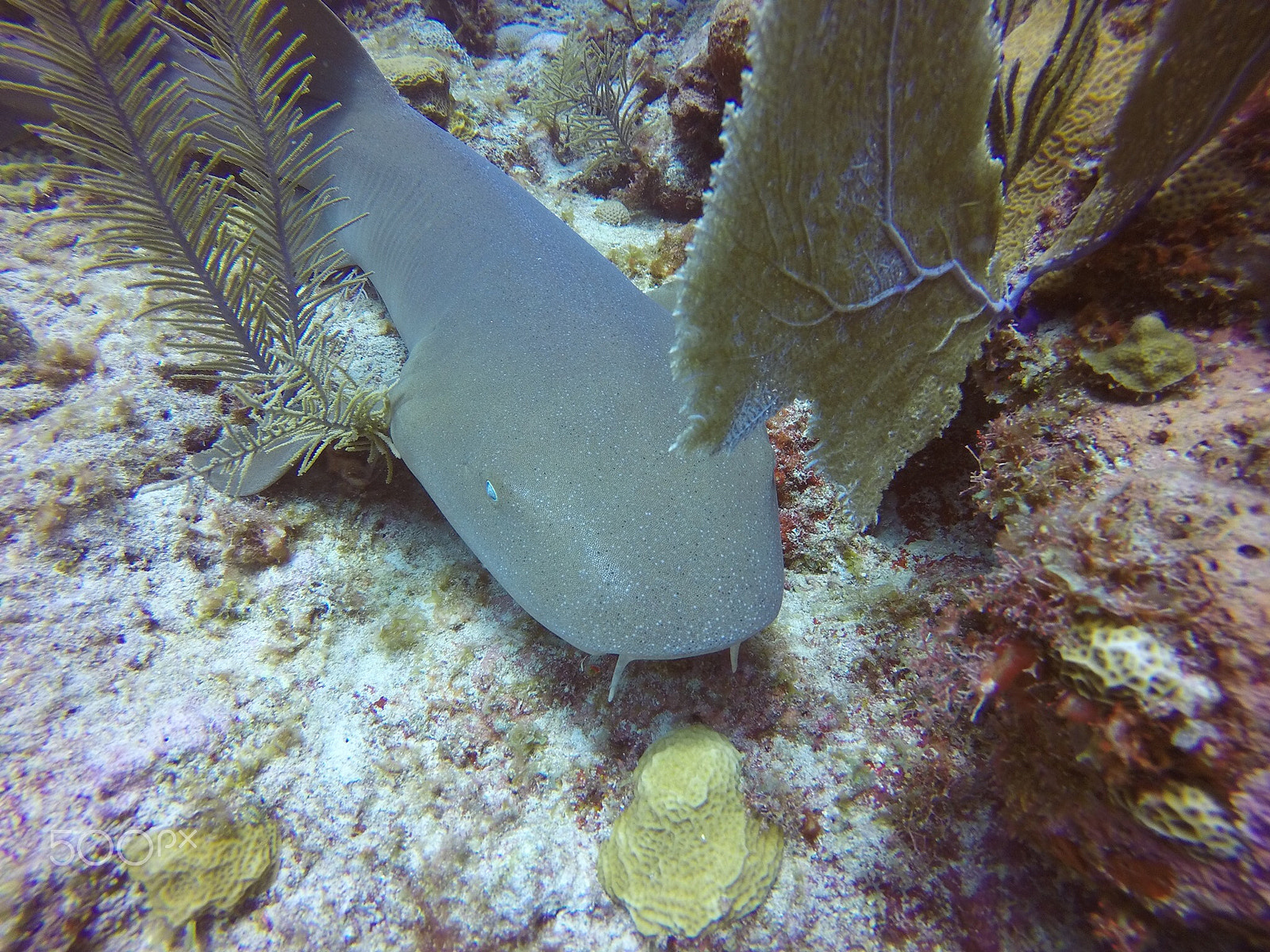 GoPro HERO4 Silver sample photo. Nurse shark photography
