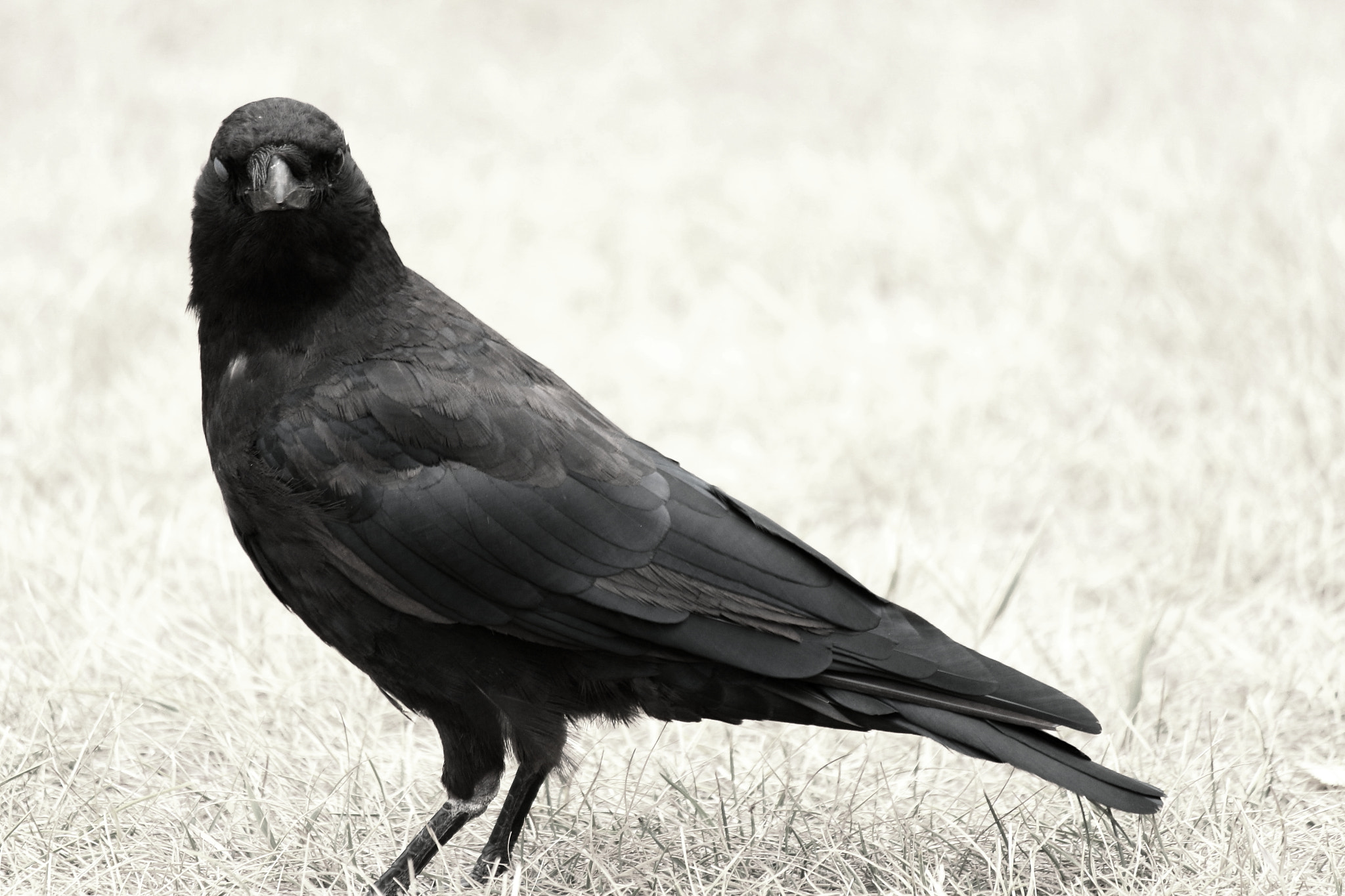 Canon EOS 700D (EOS Rebel T5i / EOS Kiss X7i) + Canon EF-S 55-250mm F4-5.6 IS II sample photo. One-eyed crow photography