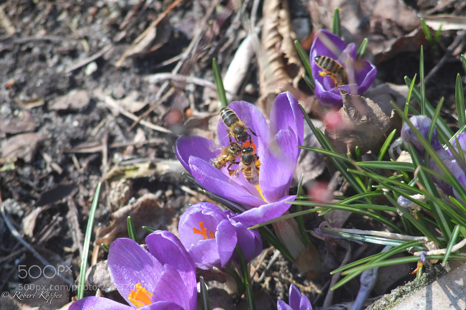 Fujifilm X-Pro1 sample photo. Flower photography