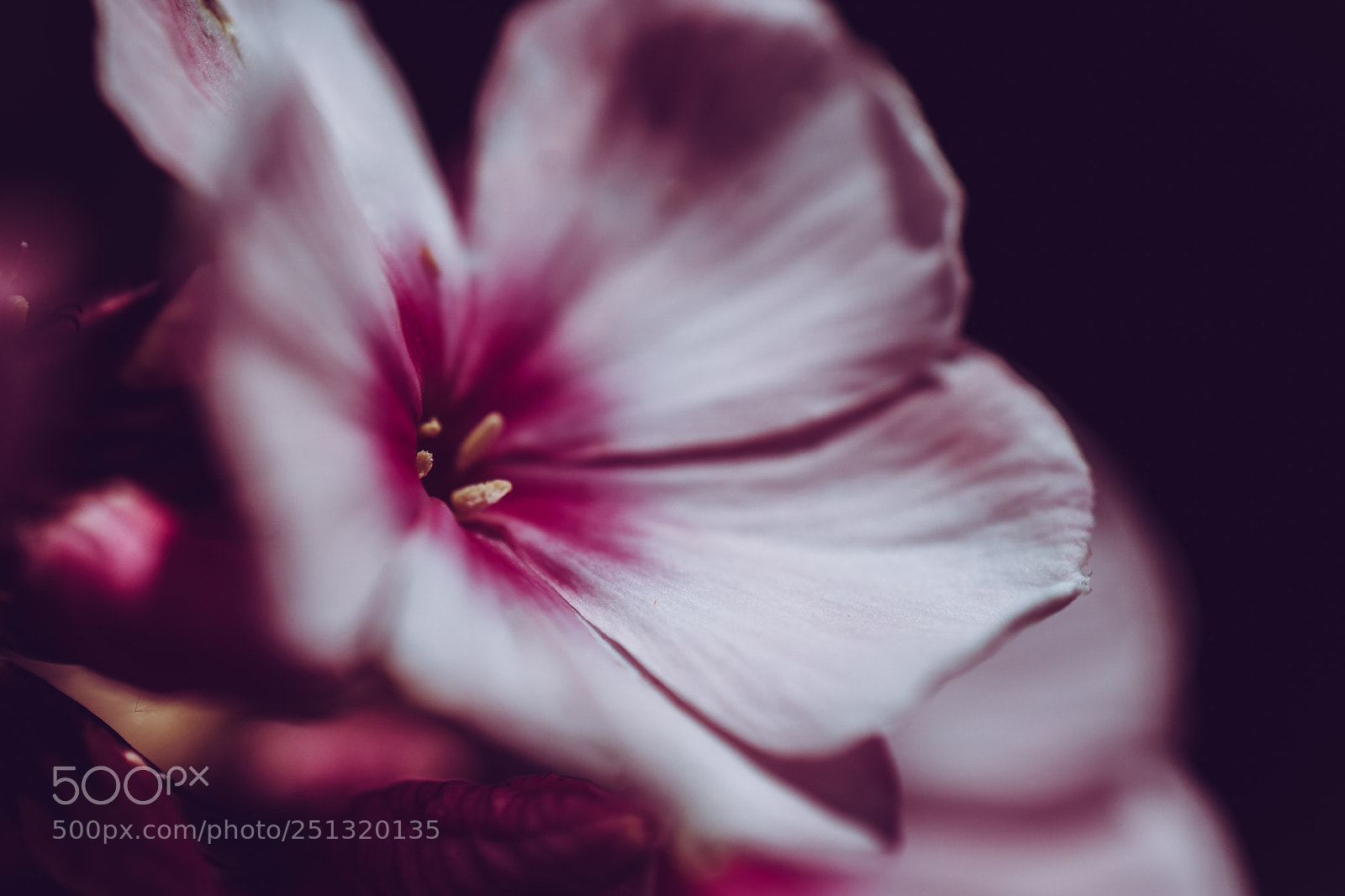 Sony a6300 sample photo. Flower and black background photography