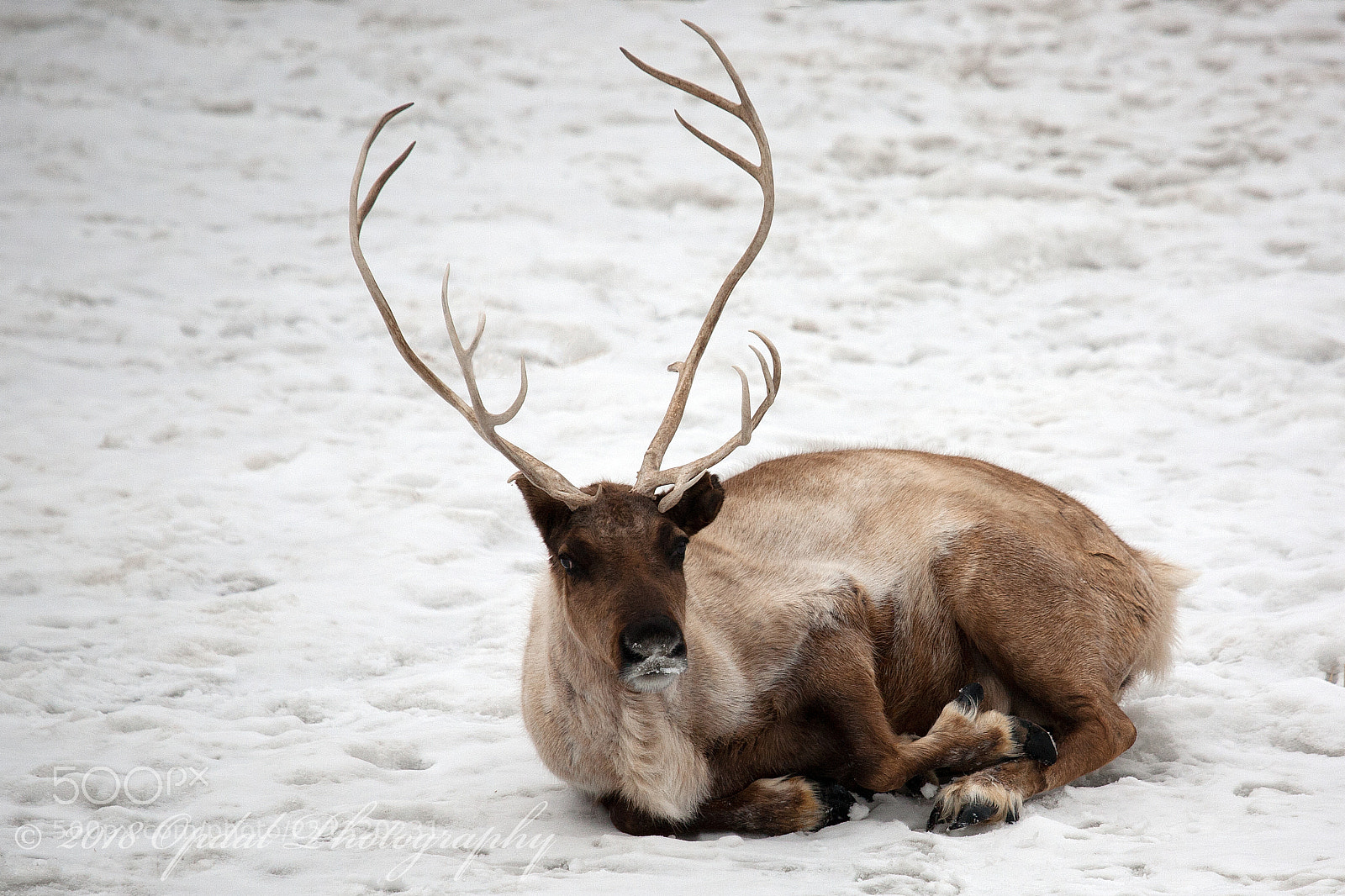 Canon EOS 5D sample photo. Caribou photography