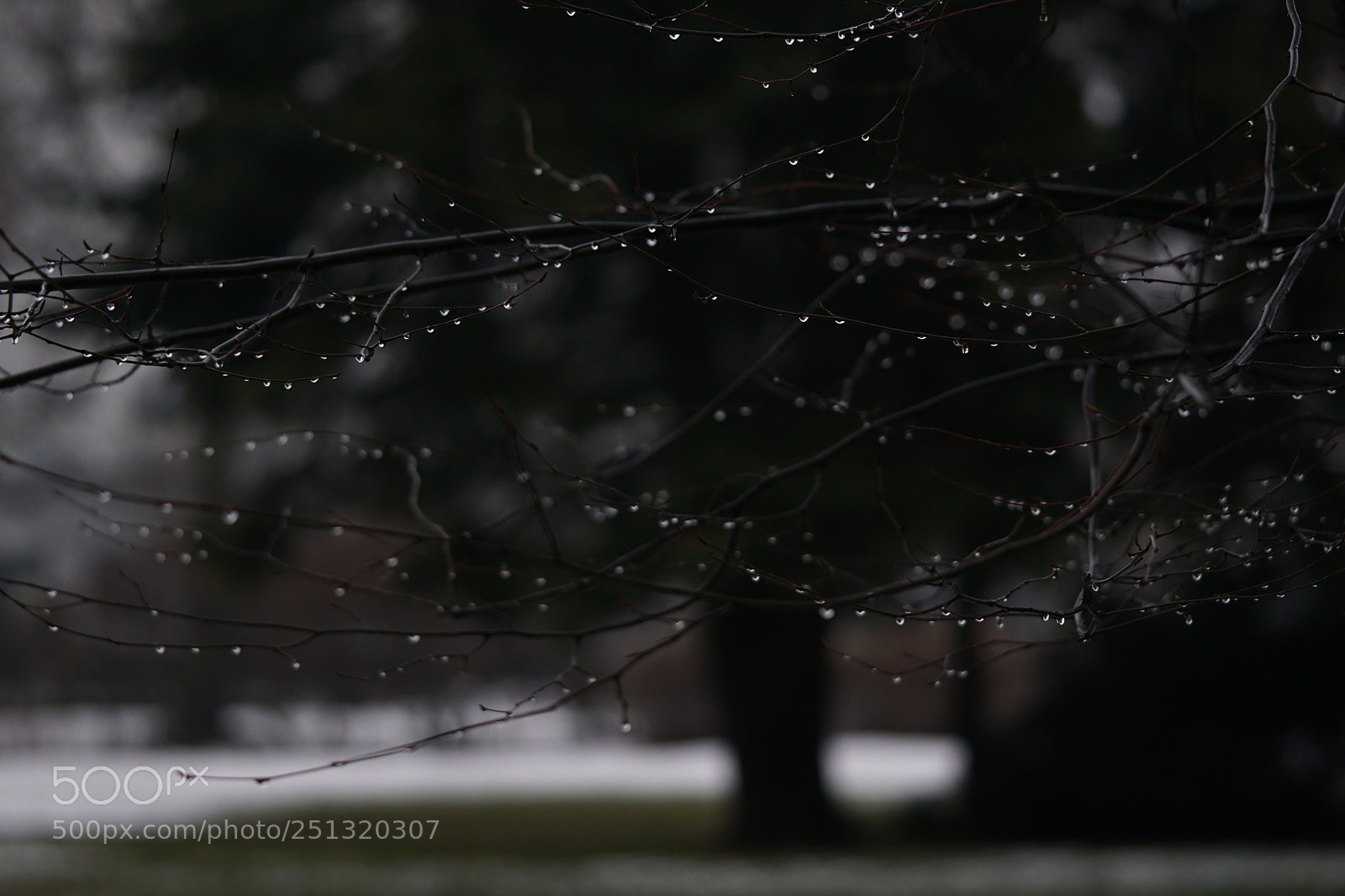 Sony a6000 sample photo. Spring? photography