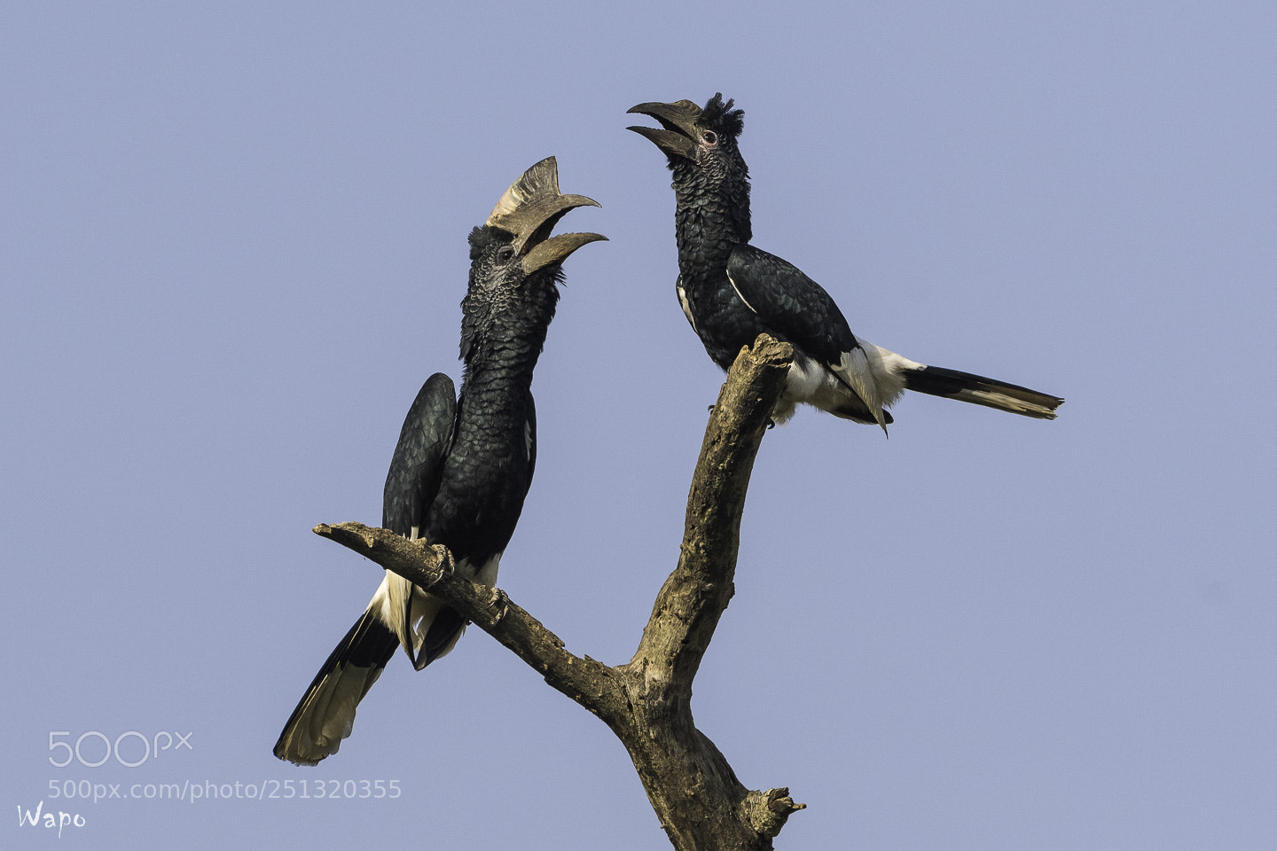 Nikon D500 sample photo. Black-and-white-casqued hornbill photography