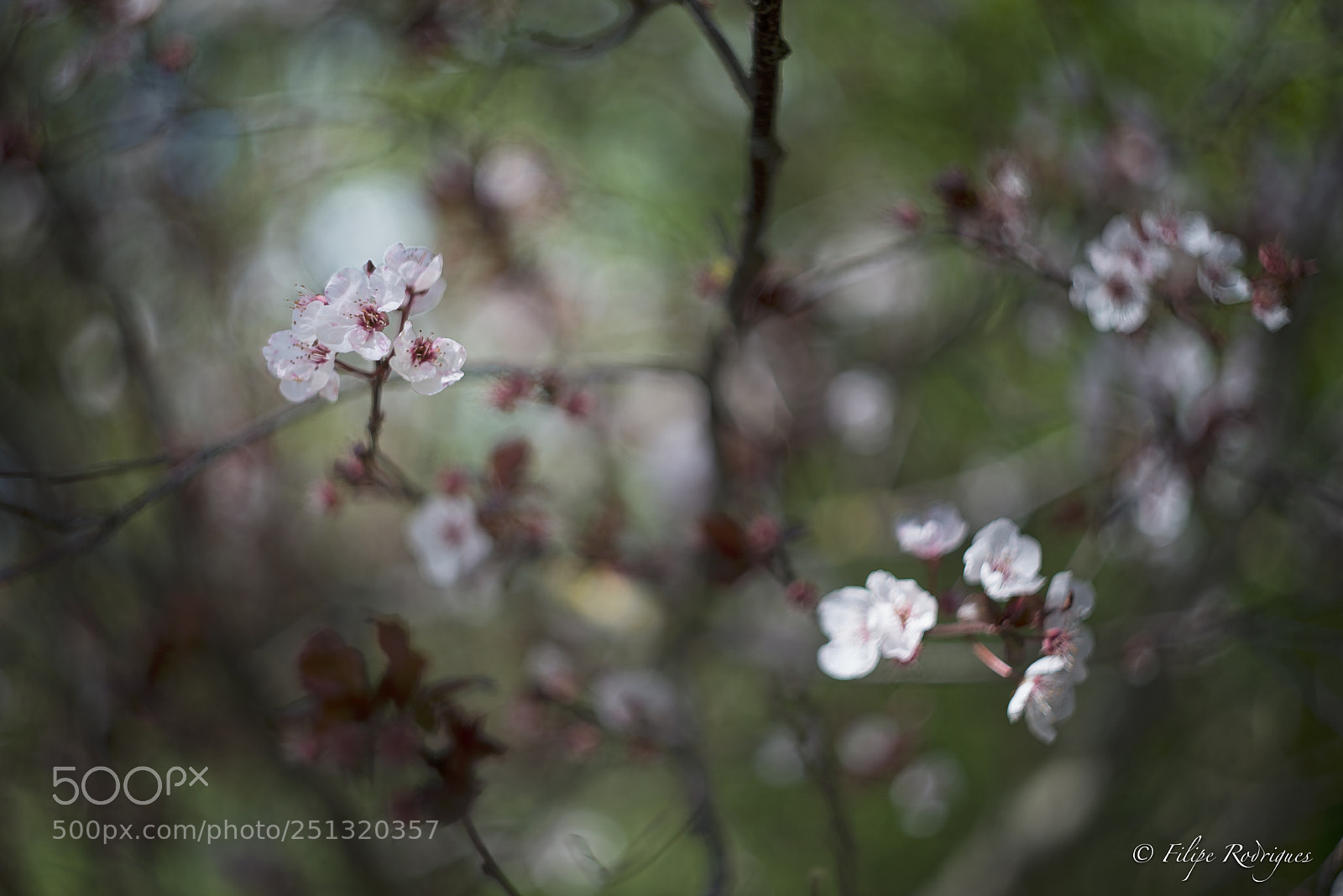 Nikon D800E sample photo. Scent of spring photography