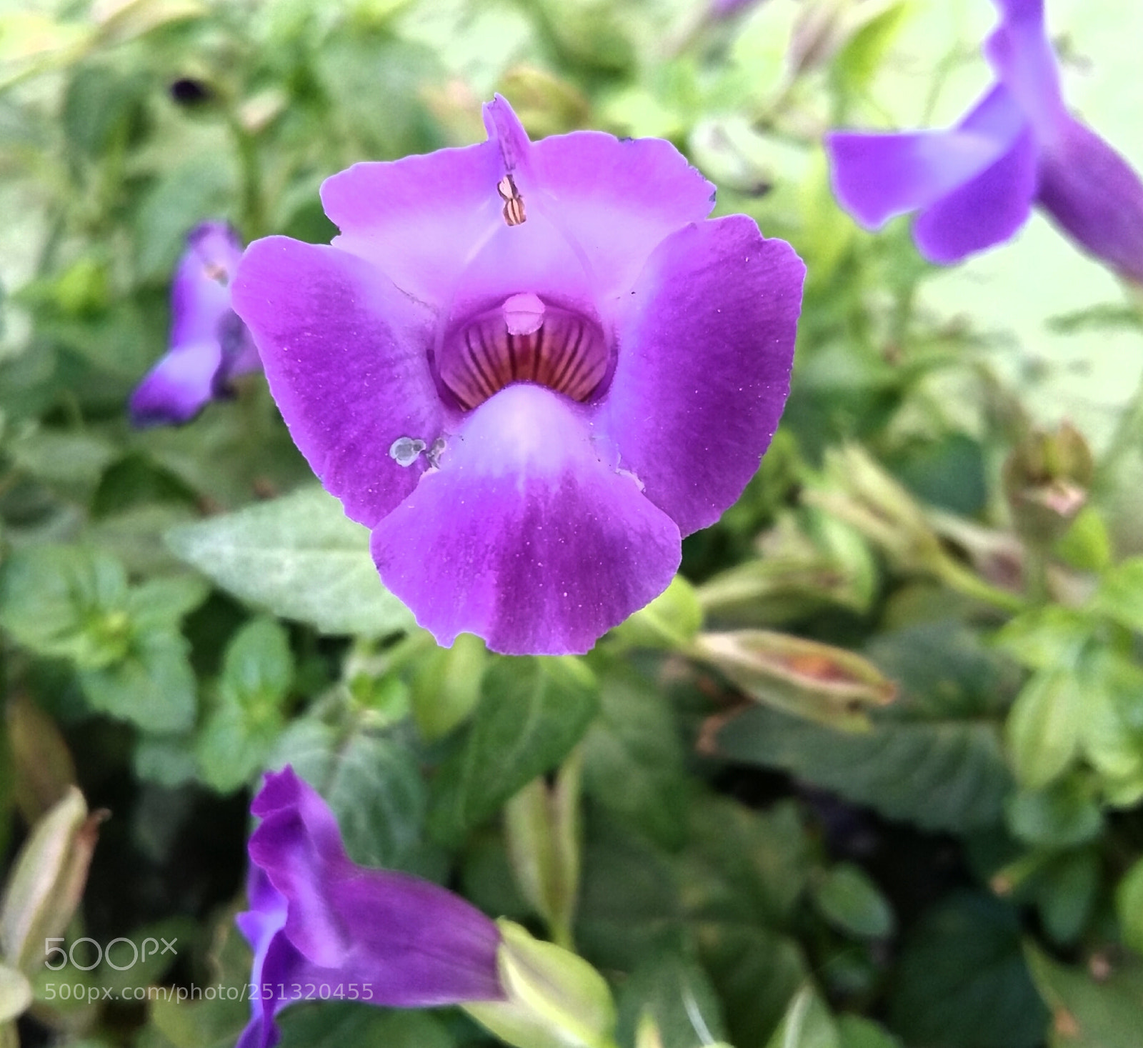 Samsung Galaxy A5 sample photo. Little flower photography