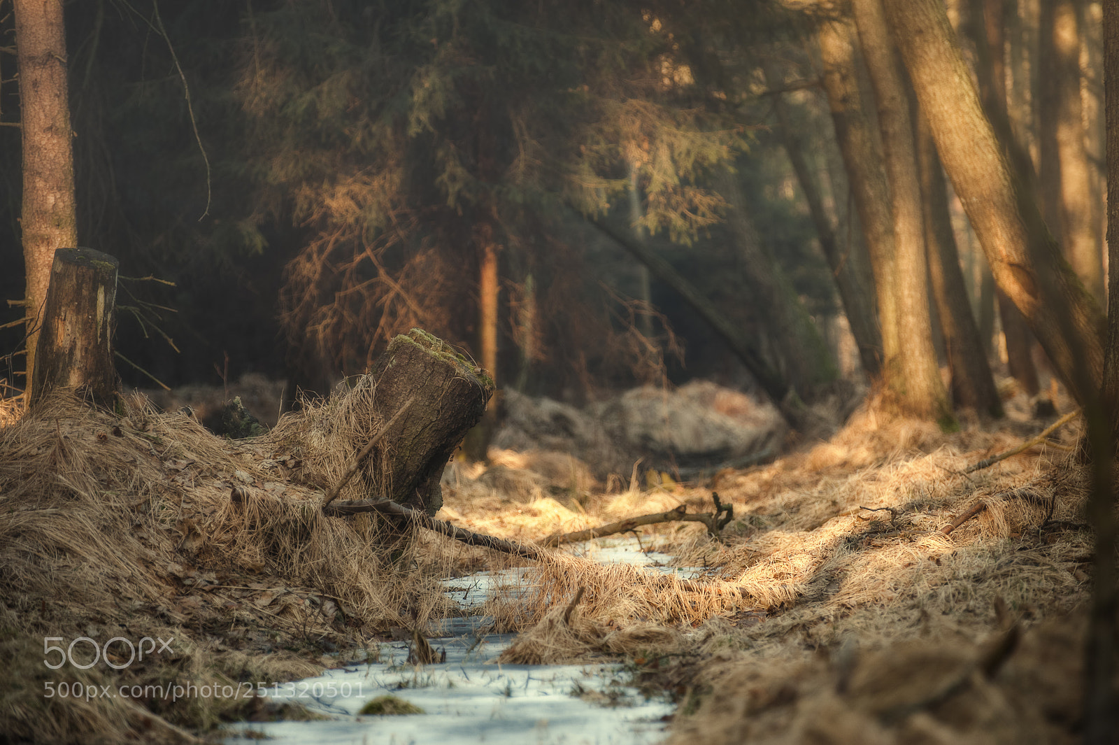 Nikon D700 sample photo. In the morning dust photography