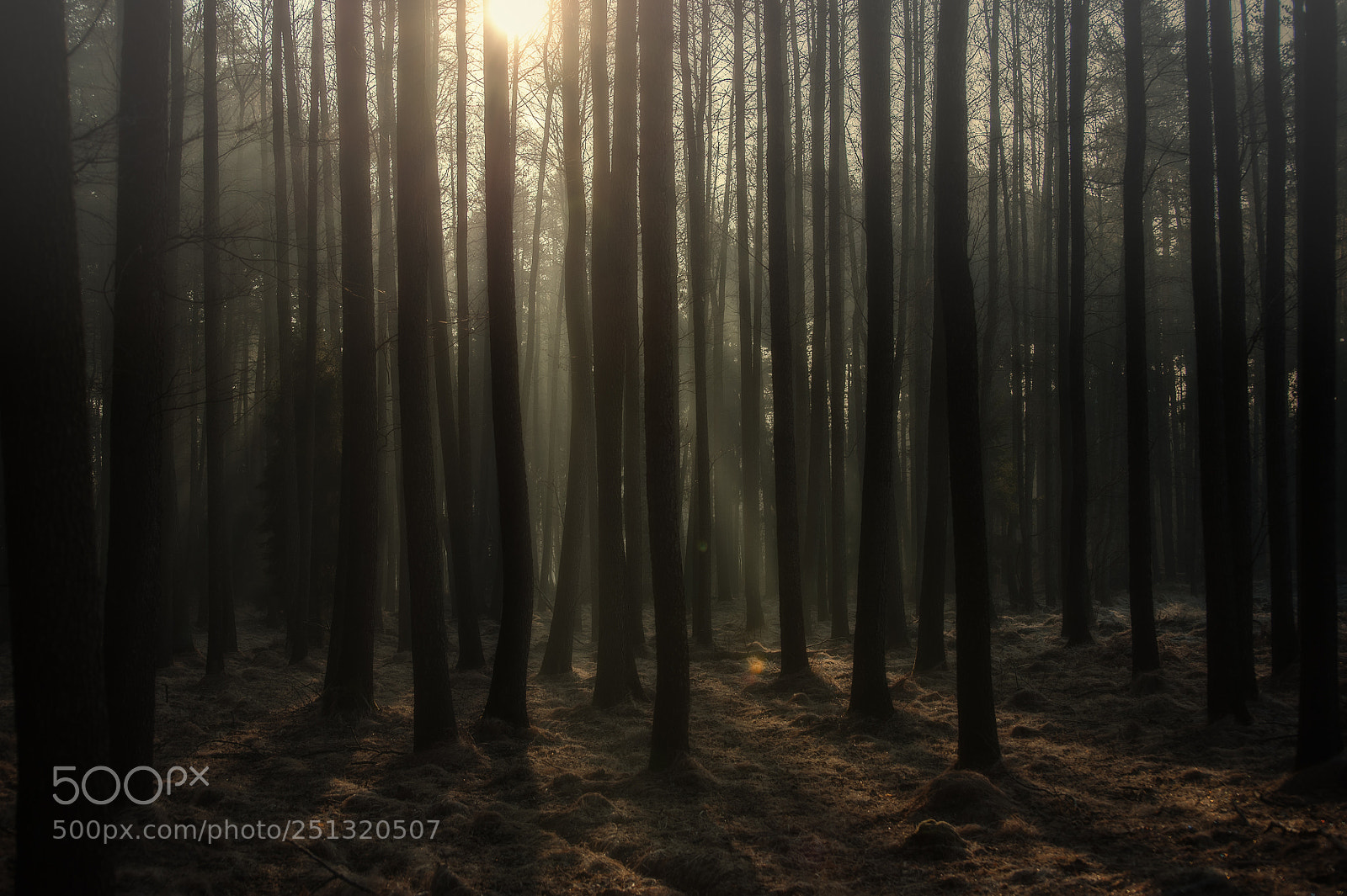 Nikon D700 sample photo. In the morning dust photography