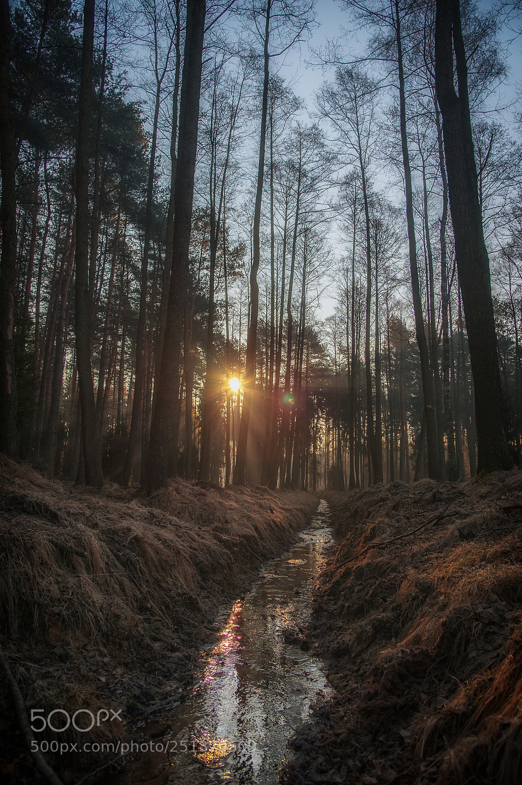 Nikon D700 sample photo. In the morning dust photography