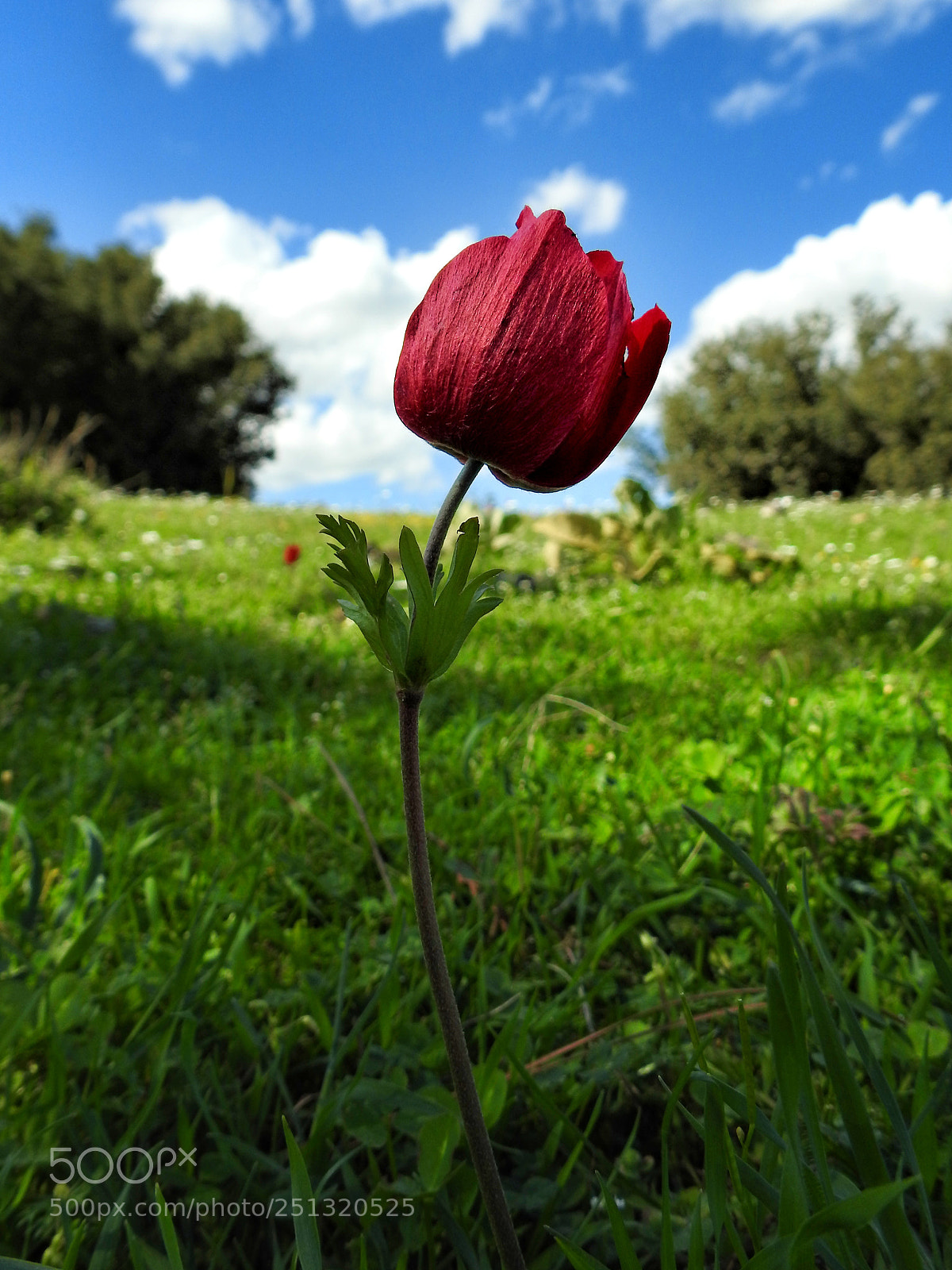 Nikon Coolpix P900 sample photo. Anemone photography