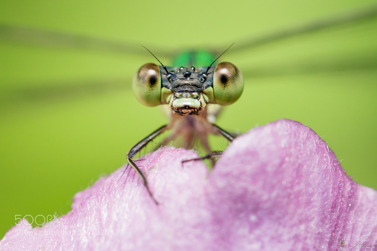 Canon EOS 80D sample photo. Damselfly photography