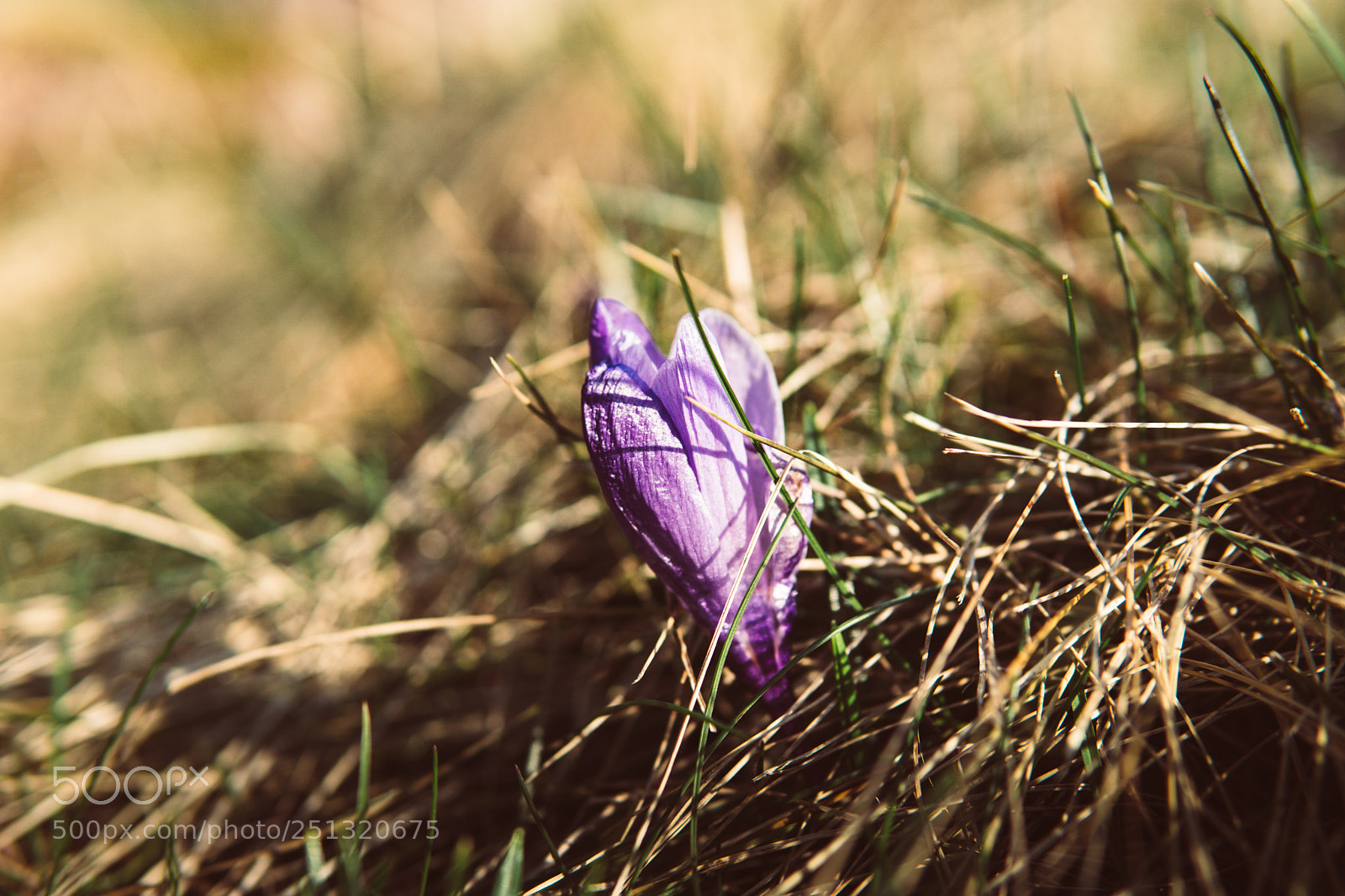 Sony a6300 sample photo. Definitely spring photography