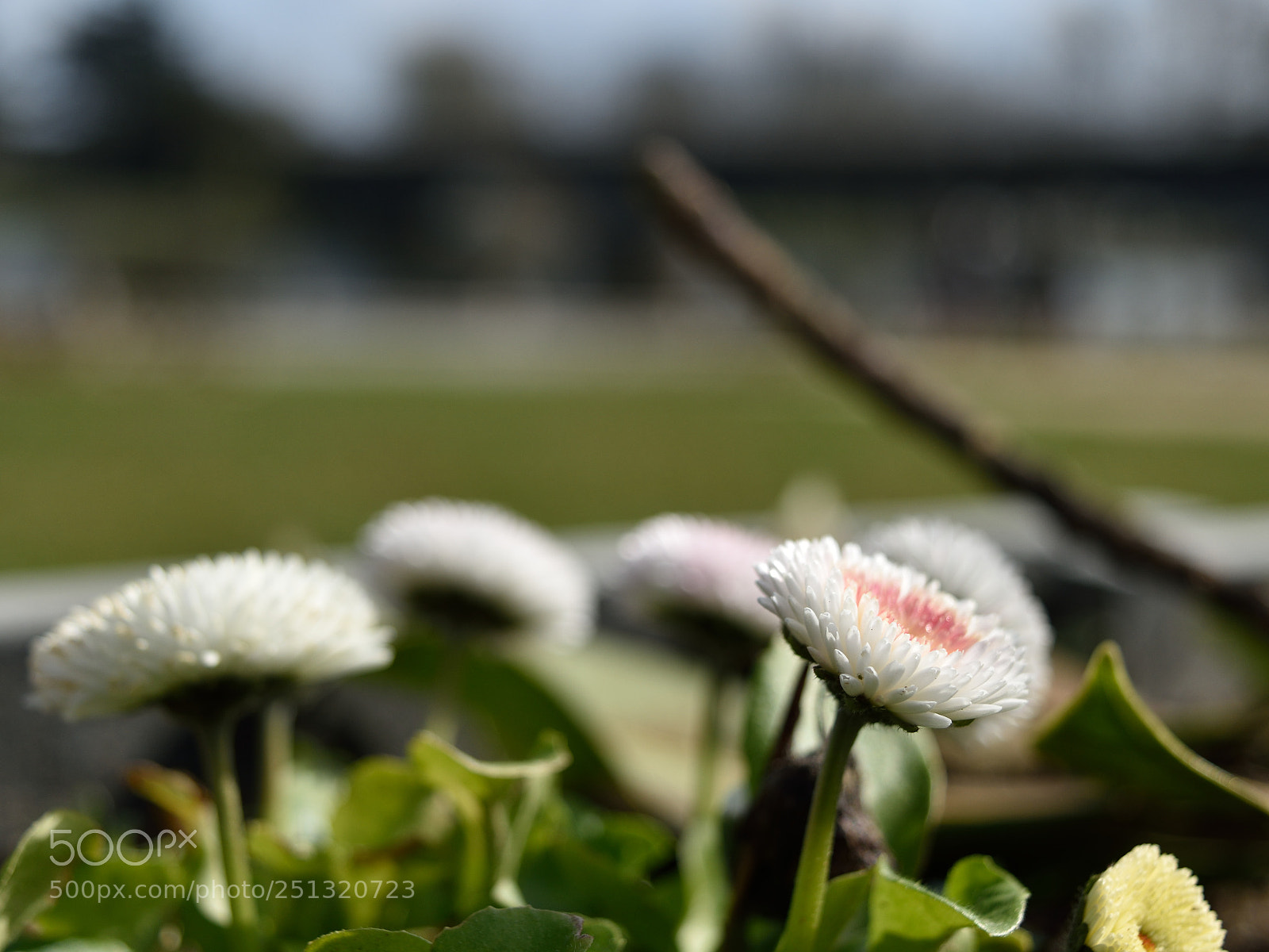 Nikon D5500 sample photo. Flower photography