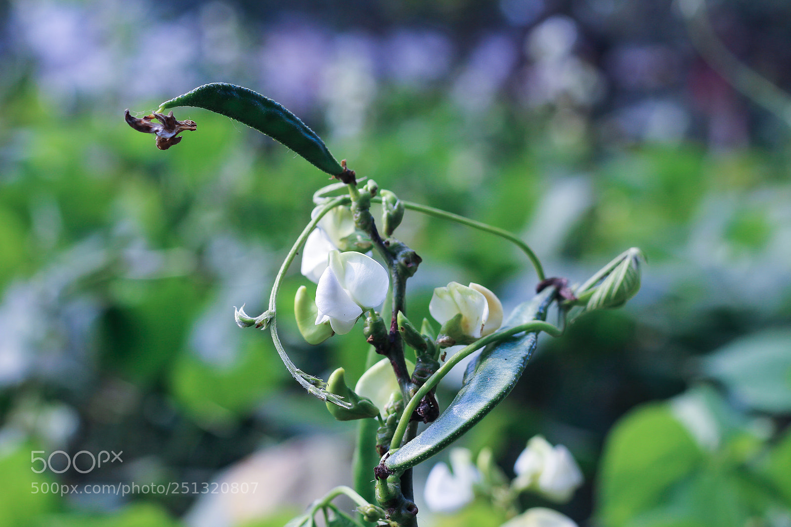 Canon EOS 700D (EOS Rebel T5i / EOS Kiss X7i) sample photo. Flowers (of ) photography