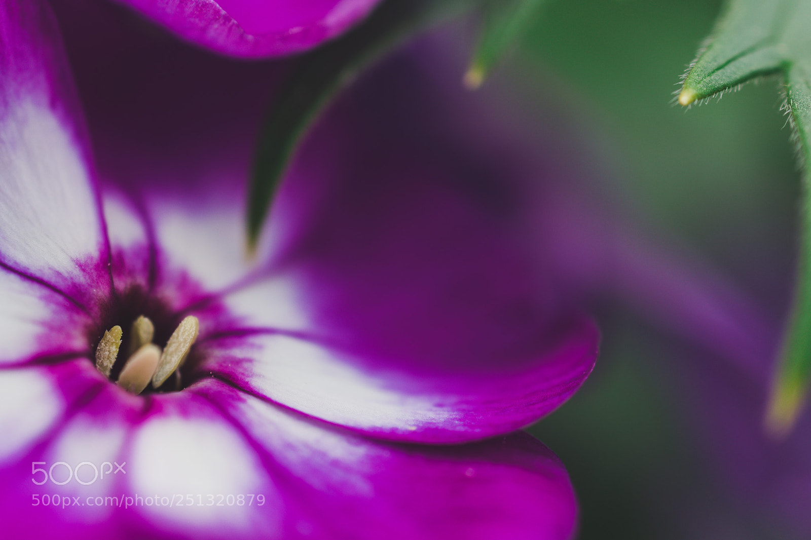 Sony a6300 sample photo. Purple petals photography