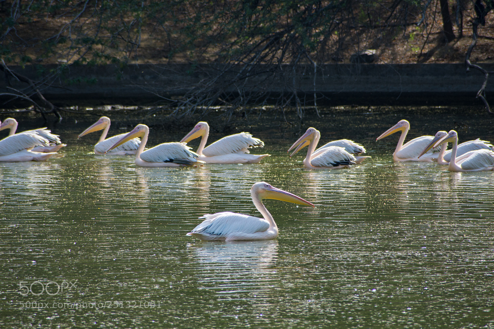 Nikon D7200 sample photo. The pelican king photography