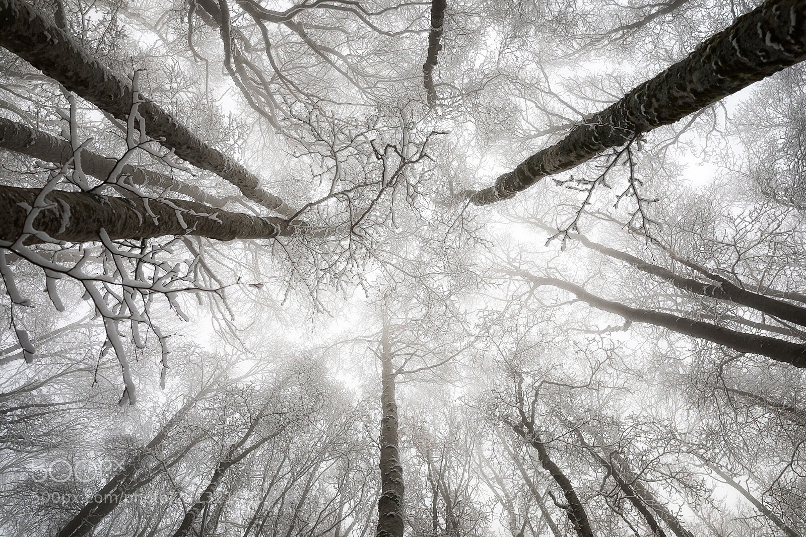 Canon EOS 5D Mark IV sample photo. Snow-covered tree tops, snow-covered photography