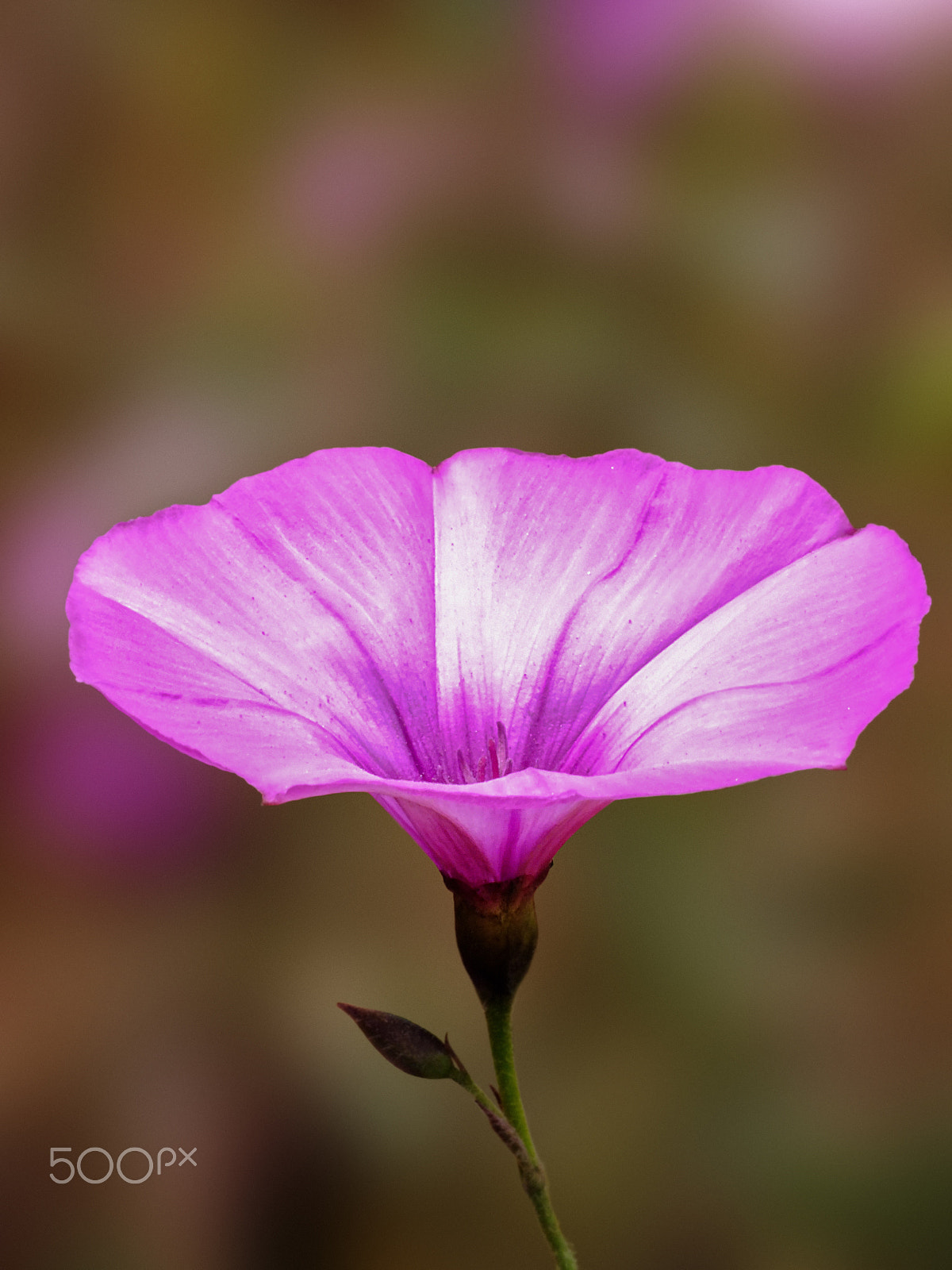 FujiFilm FinePix HS20 EXR (FinePix HS22 EXR) sample photo. Spring flower photography