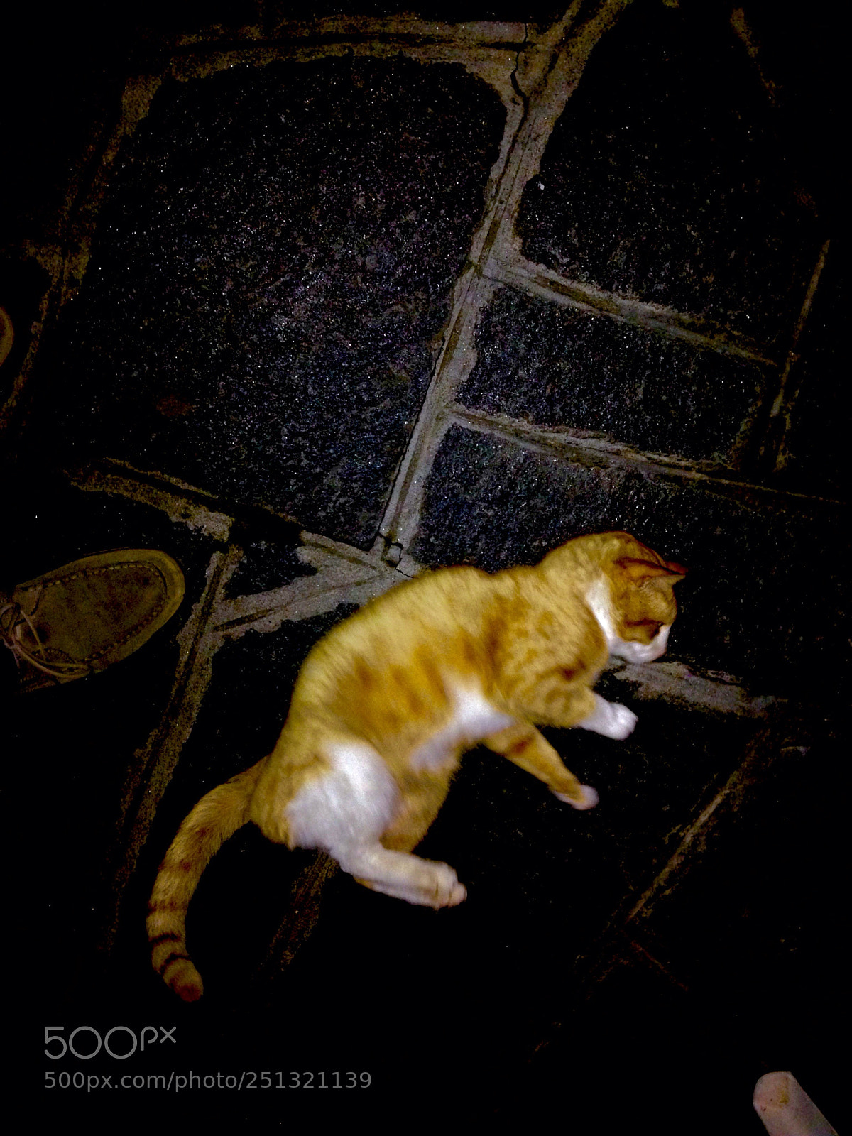 Apple iPhone 5 sample photo. Cat photography