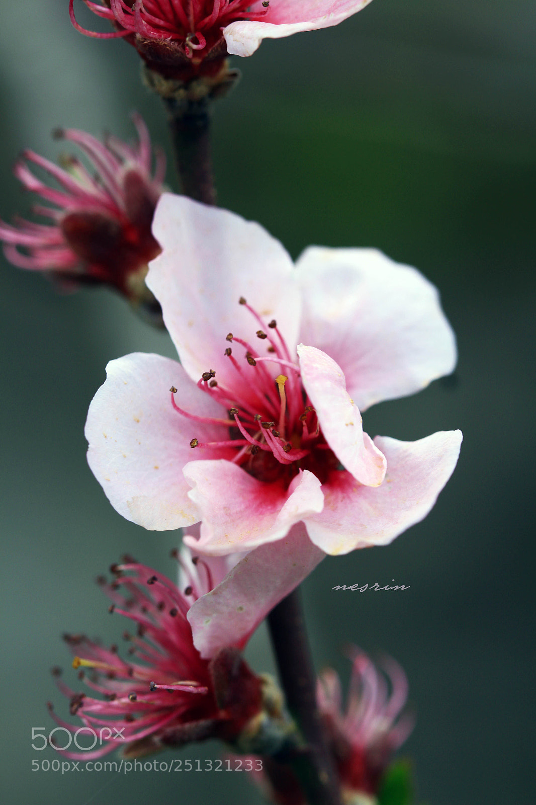 Canon EOS 700D (EOS Rebel T5i / EOS Kiss X7i) sample photo. Untitled photography