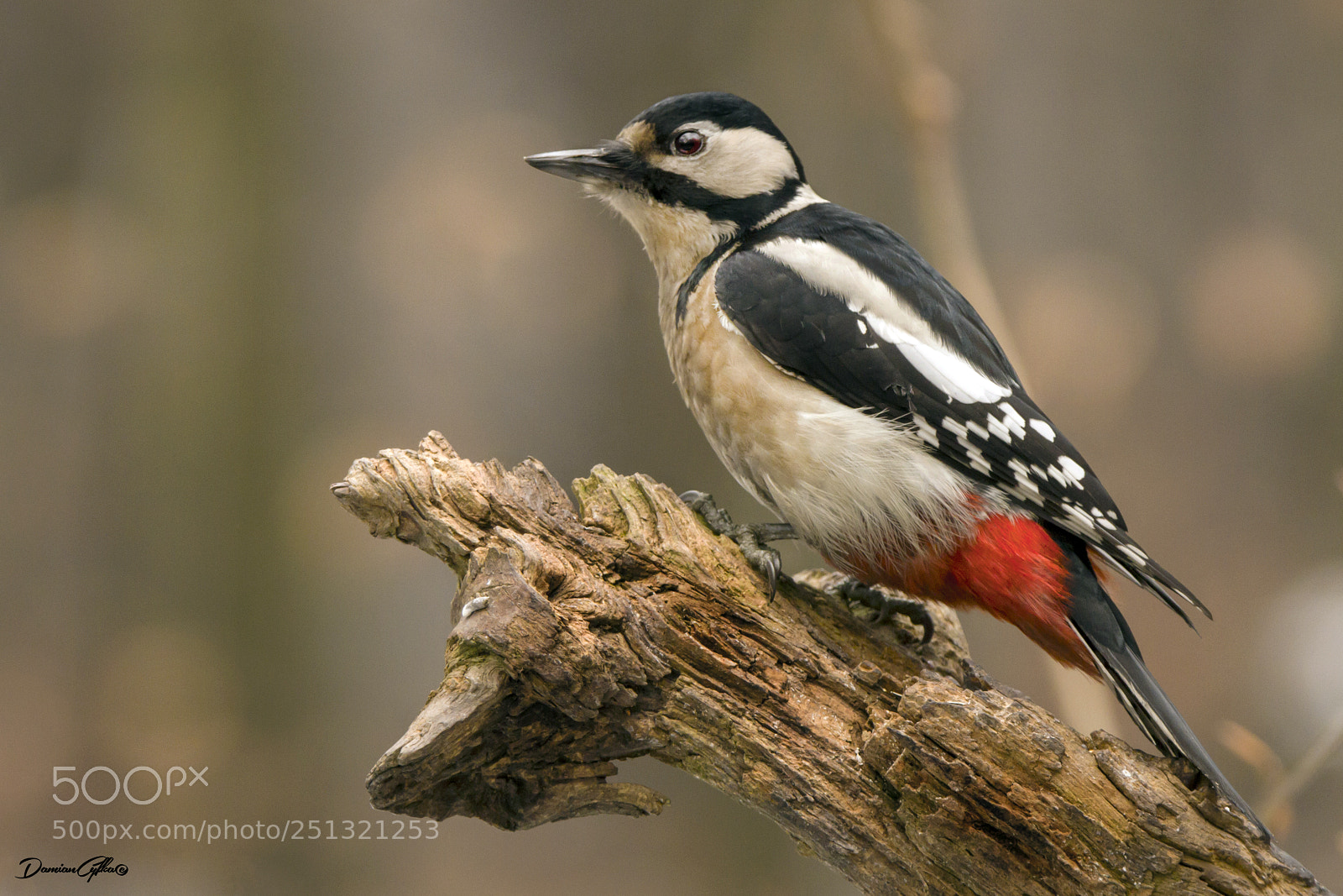 Canon EOS 7D sample photo. Great spotted woodpecker photography