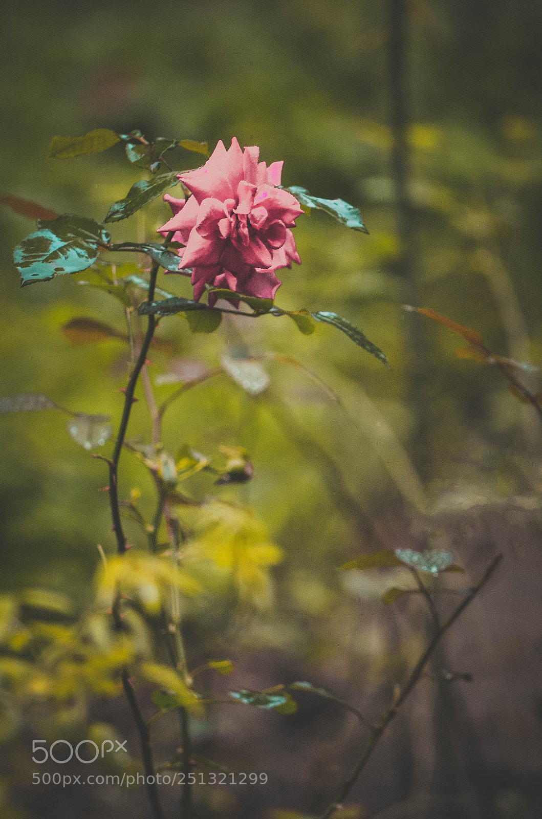 Nikon D5100 sample photo. Rose garden 2.0 photography