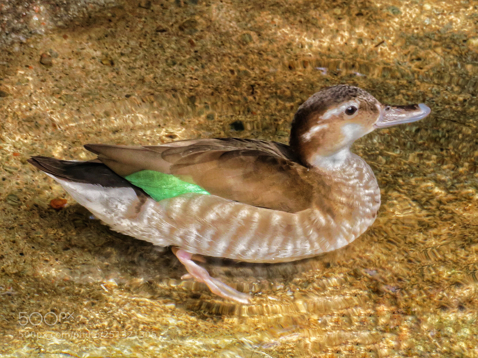 Canon PowerShot SX720 HS sample photo. Green feather  photography