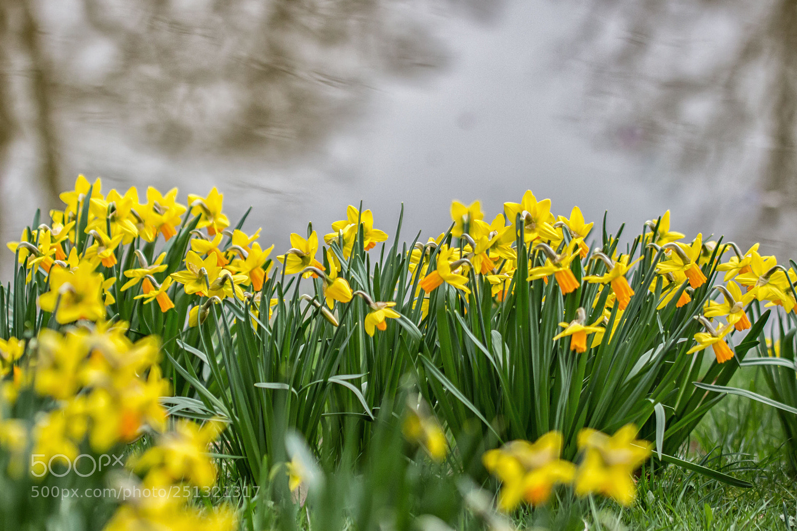 Canon EOS 700D (EOS Rebel T5i / EOS Kiss X7i) sample photo. Flowers photography