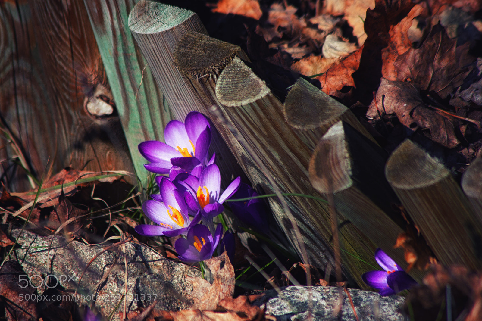 Canon EOS 20D sample photo. Spring photography