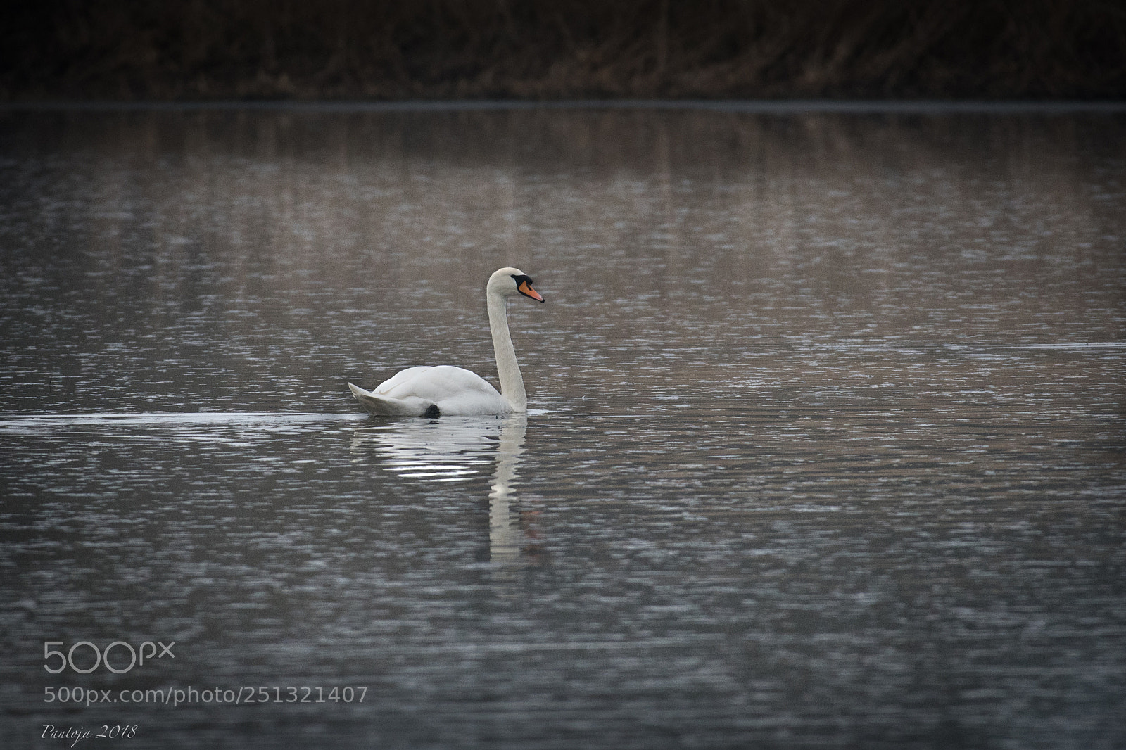 Nikon D500 sample photo. Swan on lake photography