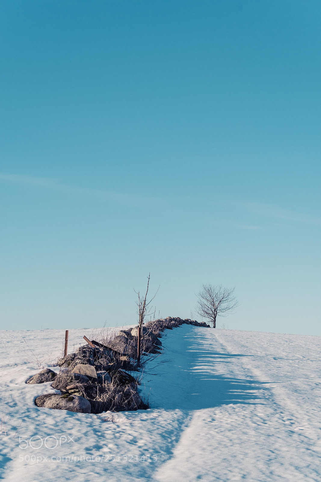 Pentax K-1 sample photo. Johan's tree. photography