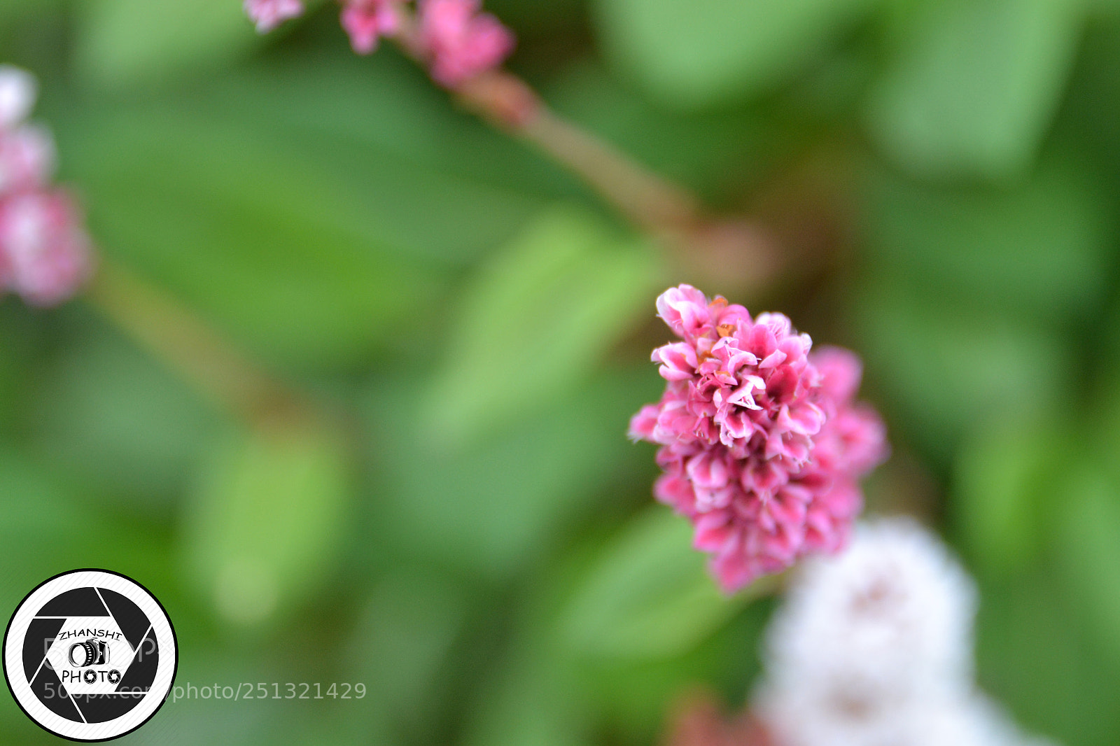 Nikon D3100 sample photo. Macro photography