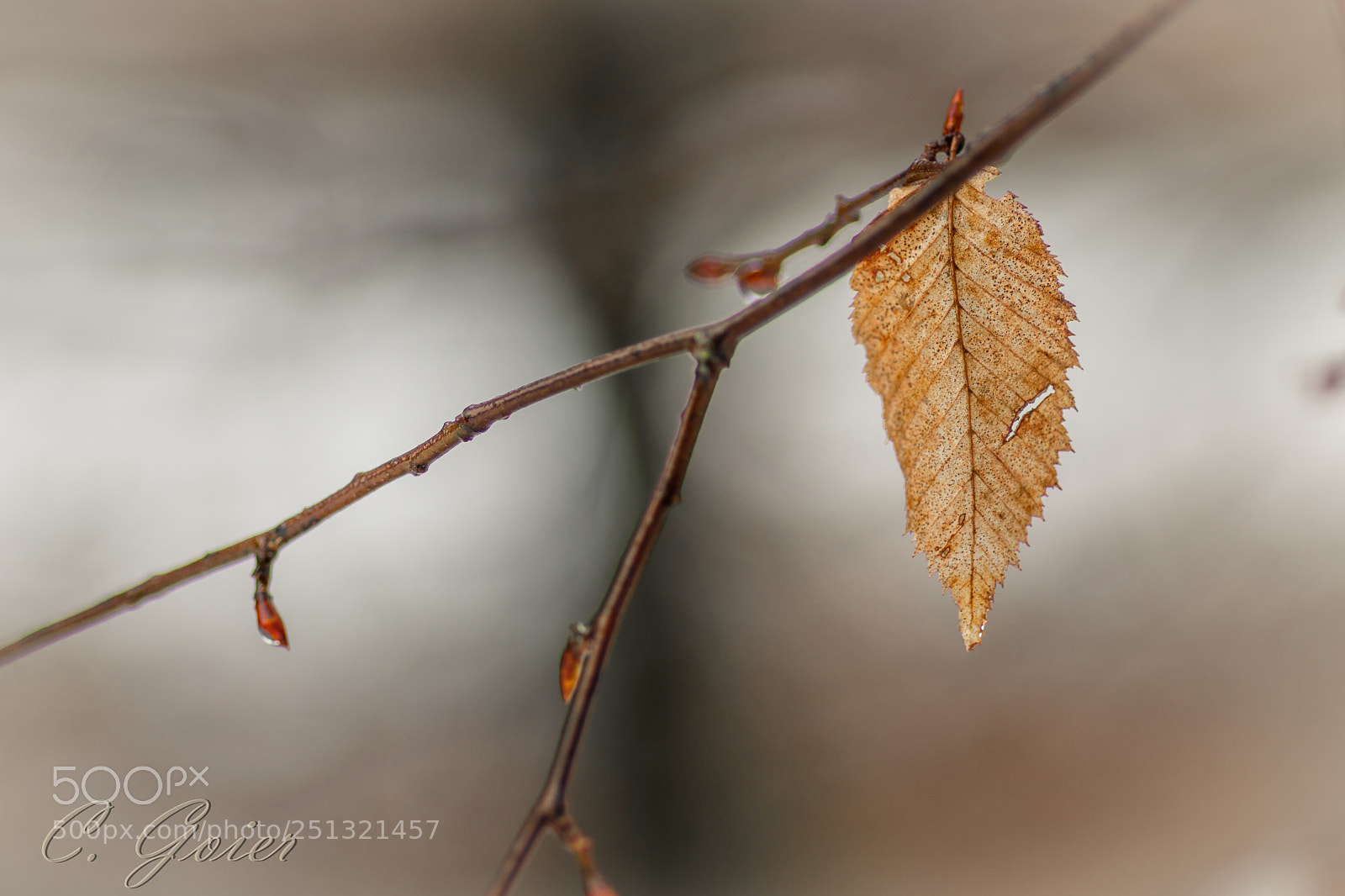 Canon EOS 77D (EOS 9000D / EOS 770D) sample photo. Until the end photography