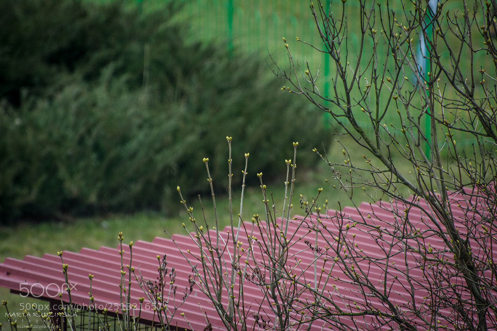 Nikon D5200 sample photo. A spring photography