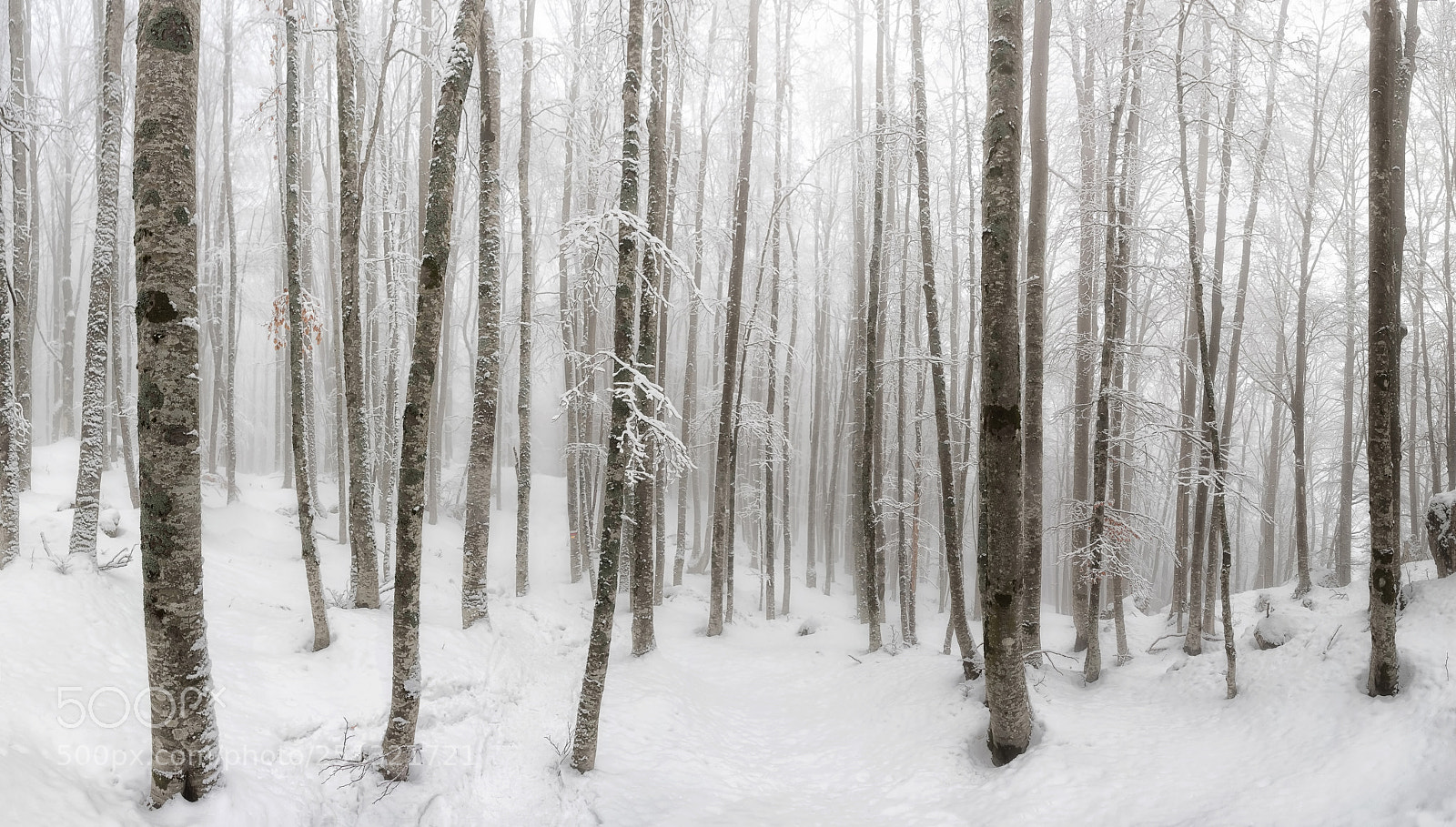 Canon EOS 5D Mark IV sample photo. Beech forest covered by photography