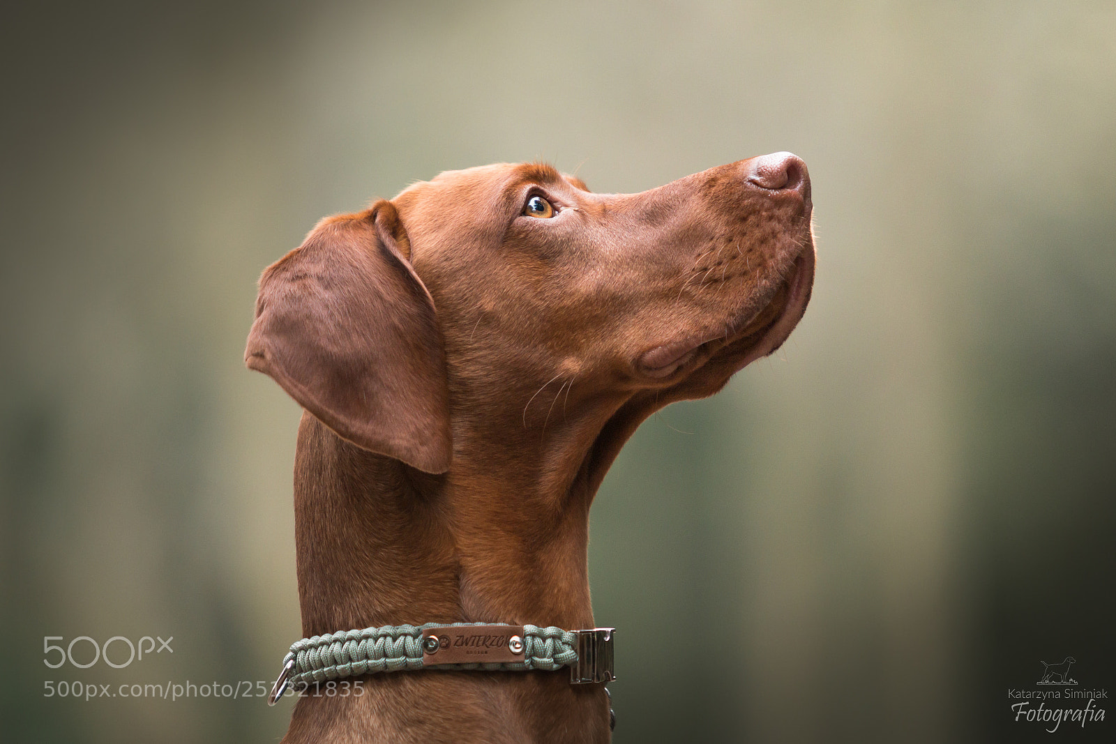 Canon EOS 70D sample photo. Aspen photography