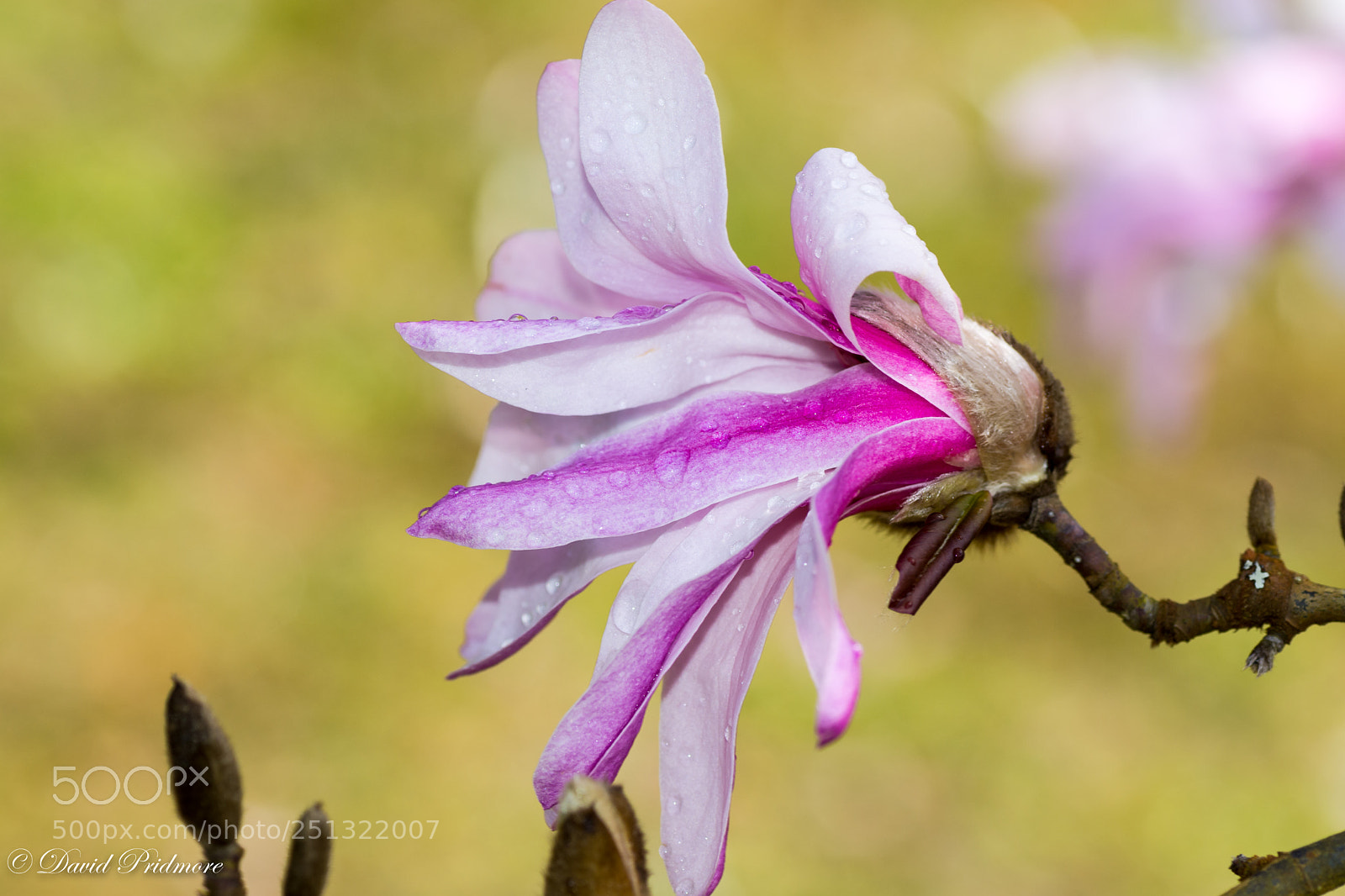 Nikon D7200 sample photo. Magnolia in the rain photography