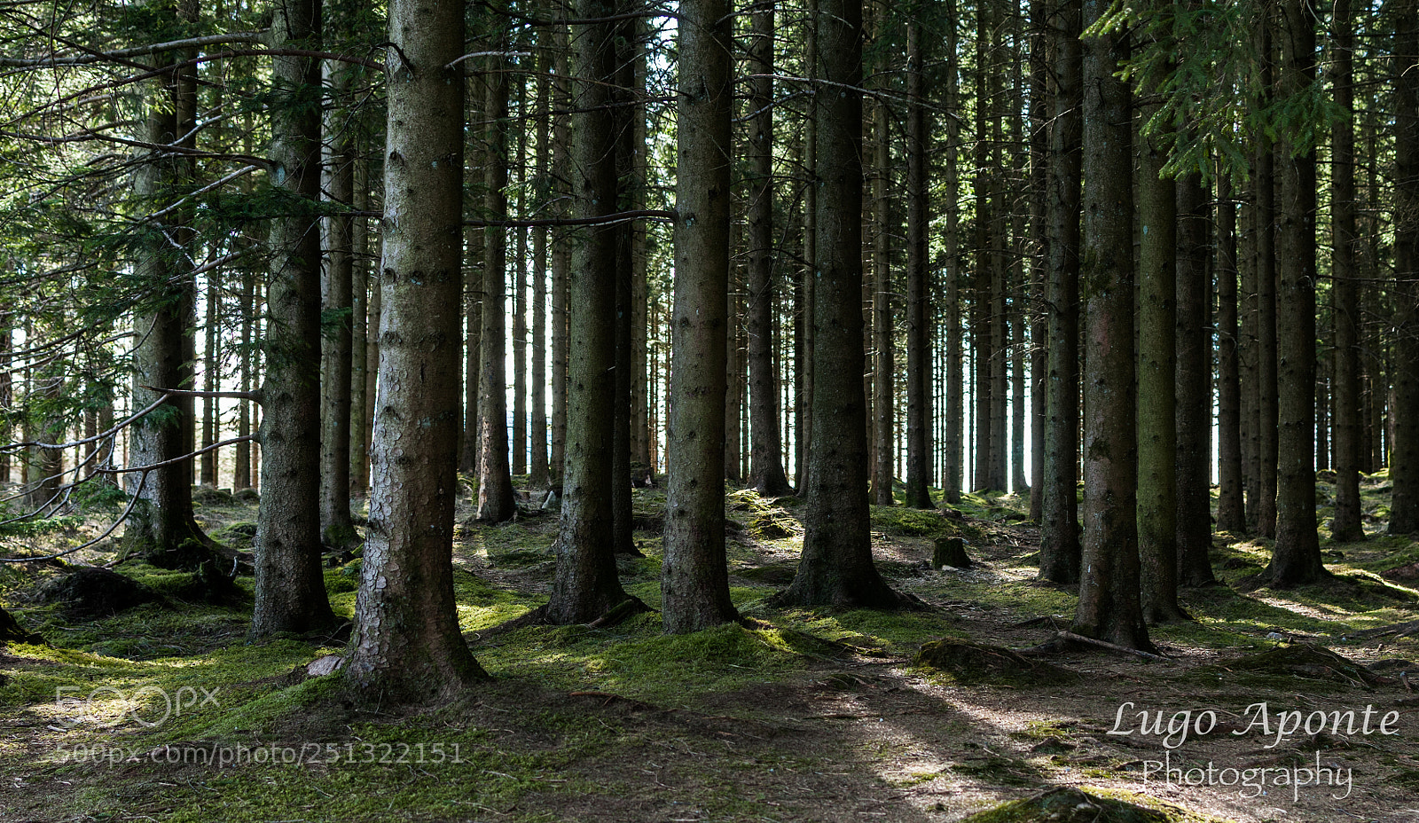 Nikon D300 sample photo. Forest photography