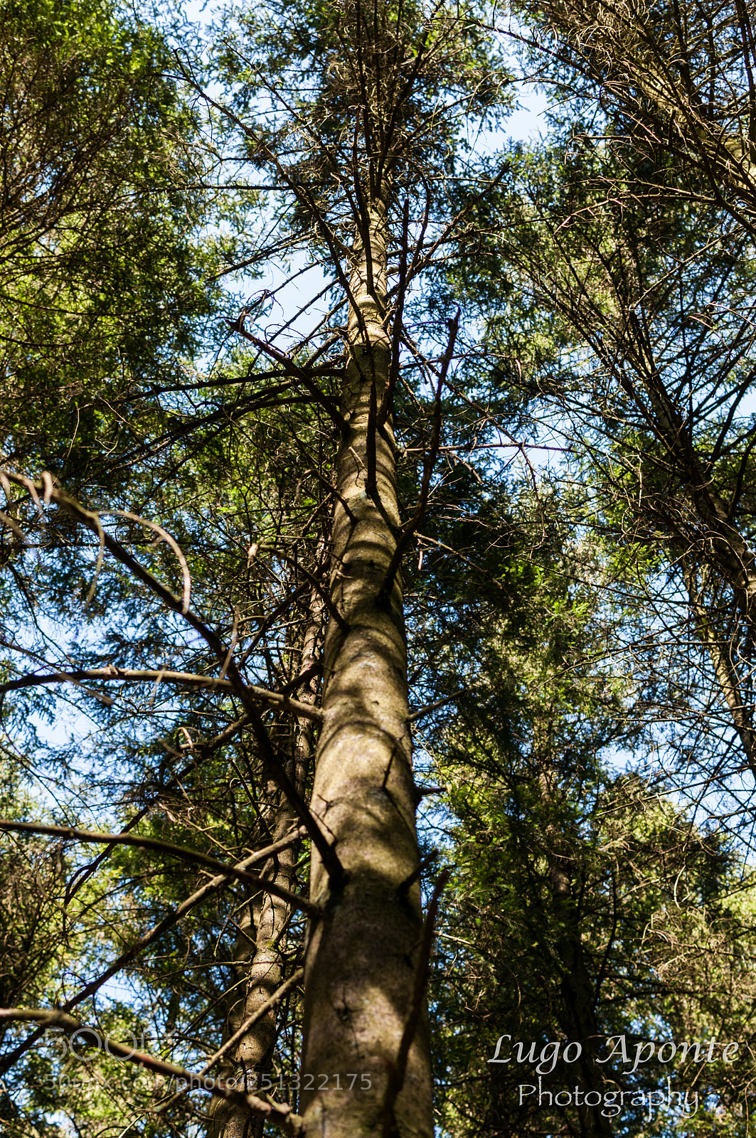 Nikon D300 sample photo. Tree tops photography