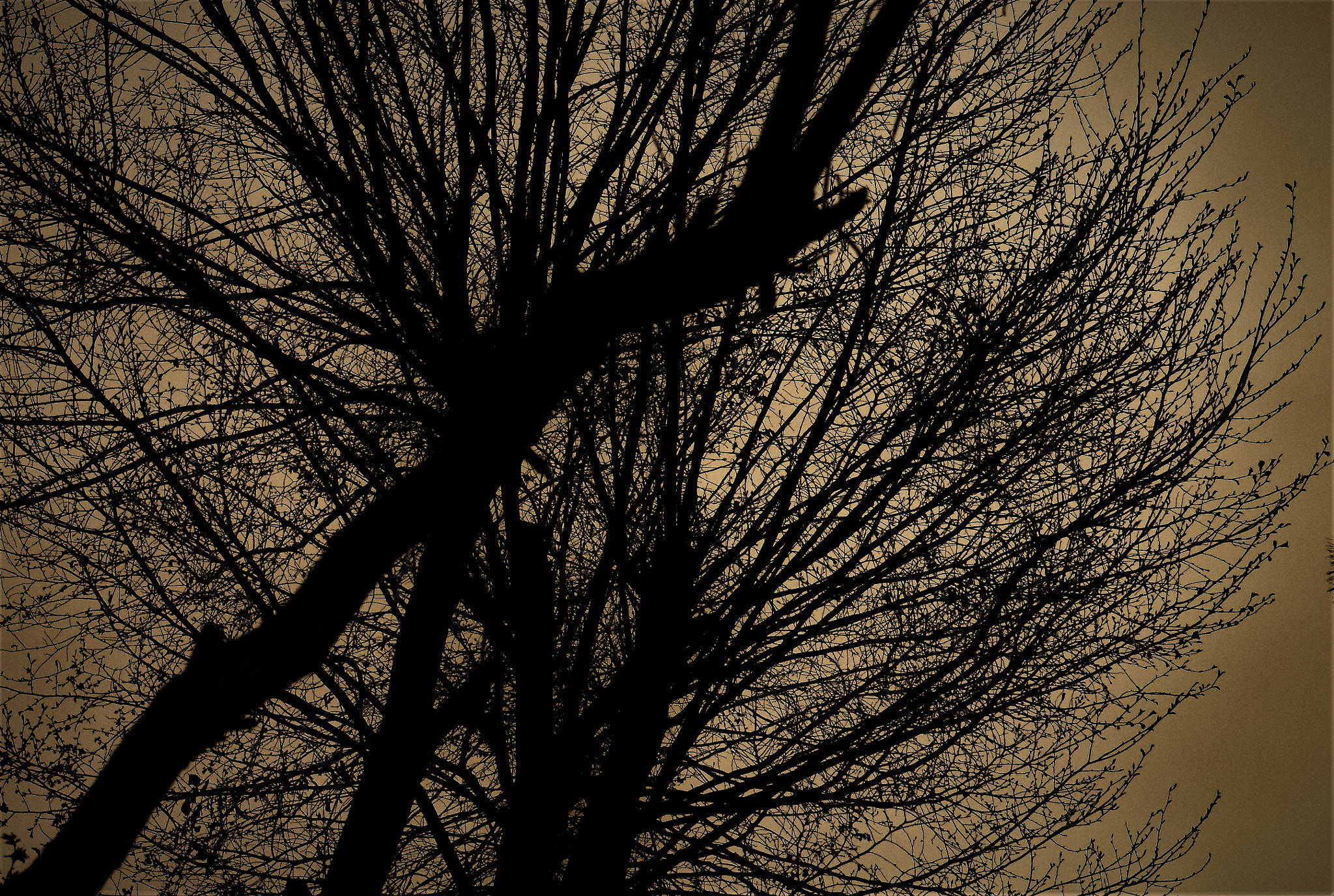 Nikon AF-S Micro-Nikkor 105mm F2.8G IF-ED VR sample photo. Branches ! photography