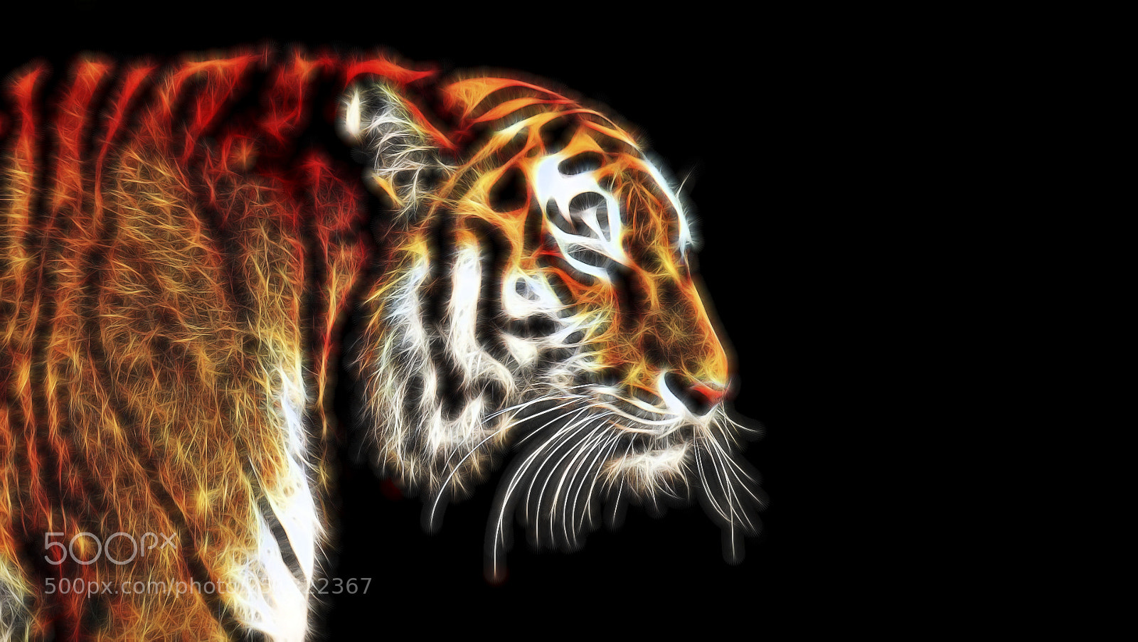 Nikon D7200 sample photo. Glow tiger photography