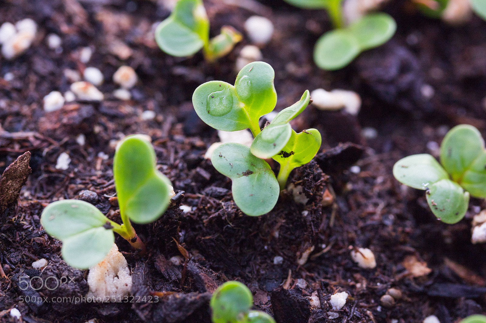 Canon EOS 1300D (EOS Rebel T6 / EOS Kiss X80) sample photo. Radish sprouts photography