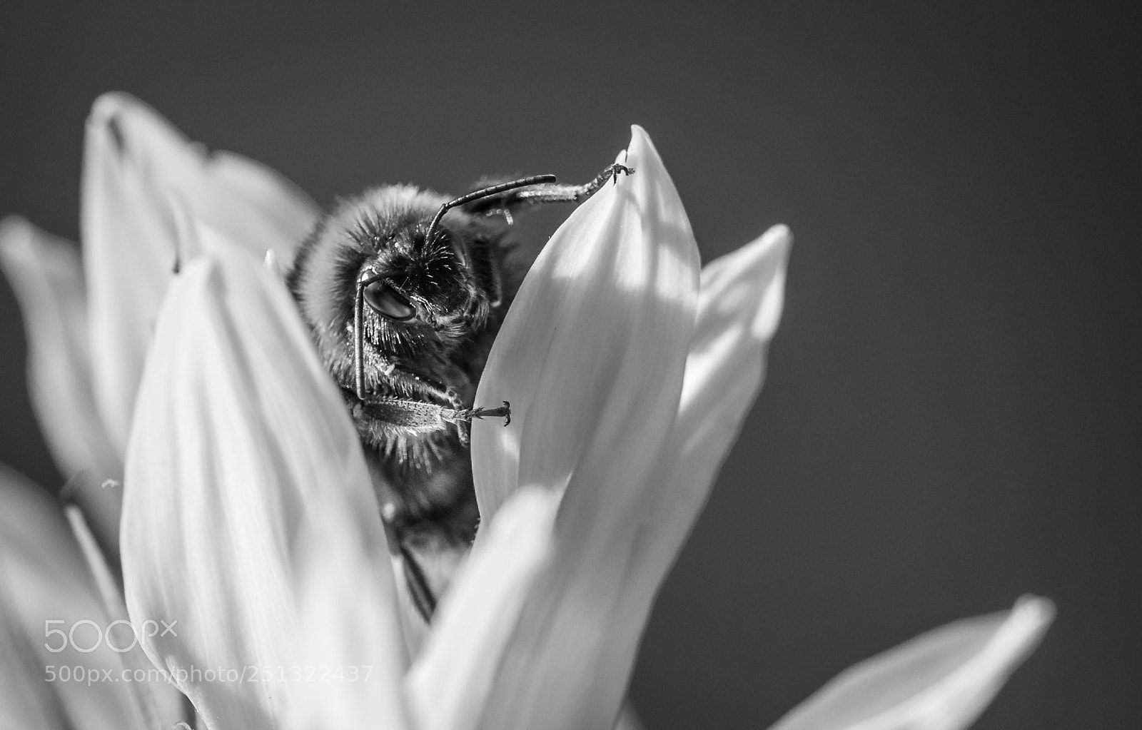 Nikon D7200 sample photo. Bumble bee photography