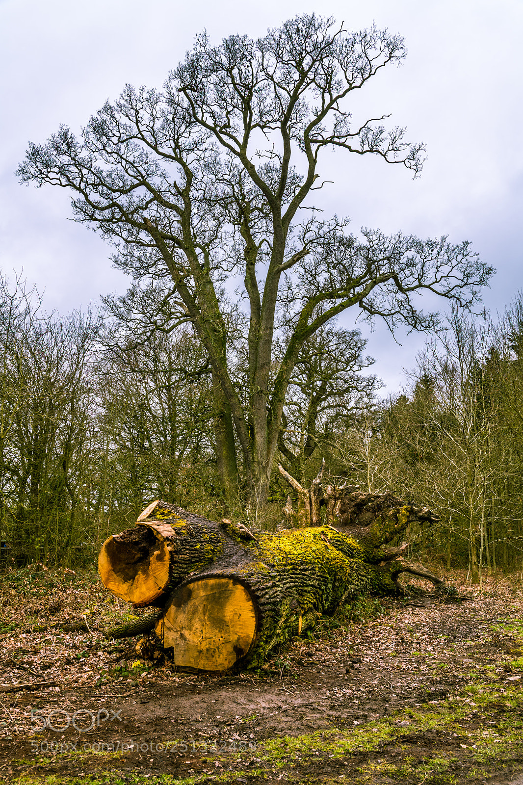 Nikon D850 sample photo. Remember the fallen photography