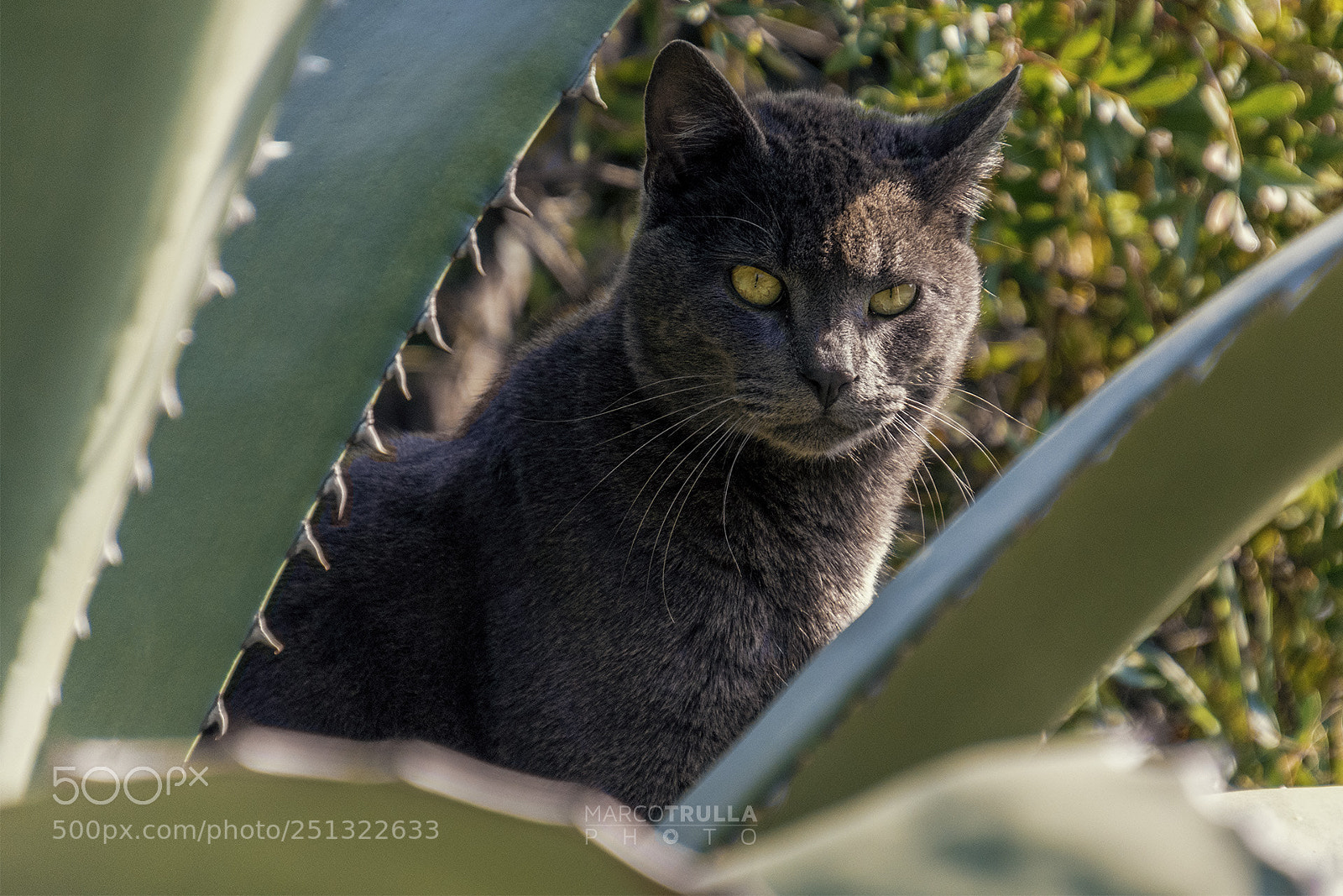Nikon D7200 sample photo. I'm watching at you photography
