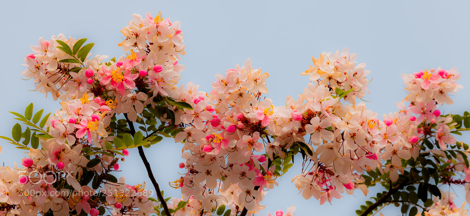 Canon EOS 5D Mark II sample photo. Bright flowers photography