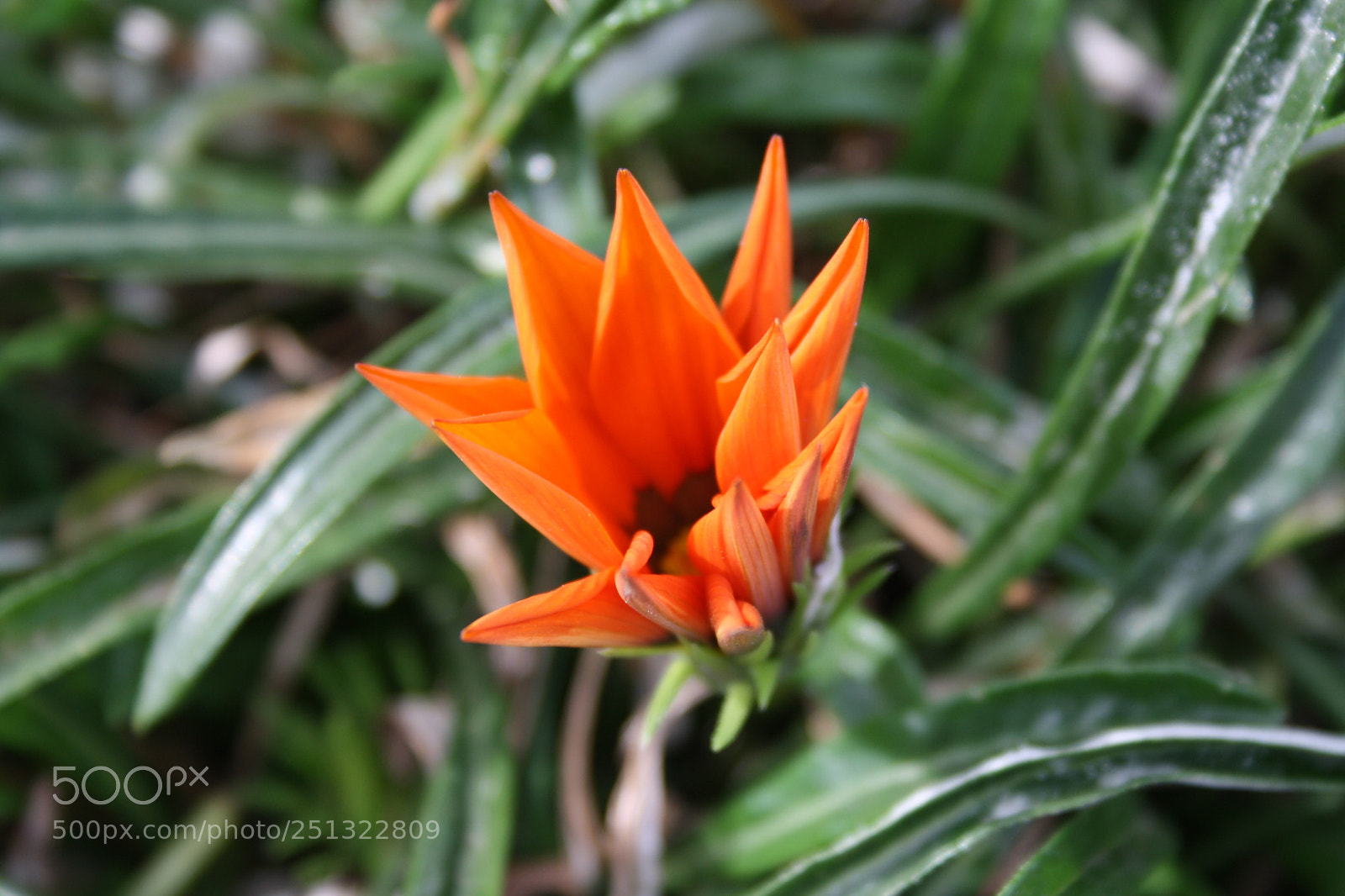 Canon EOS 1000D (EOS Digital Rebel XS / EOS Kiss F) sample photo. Bright as can be  photography