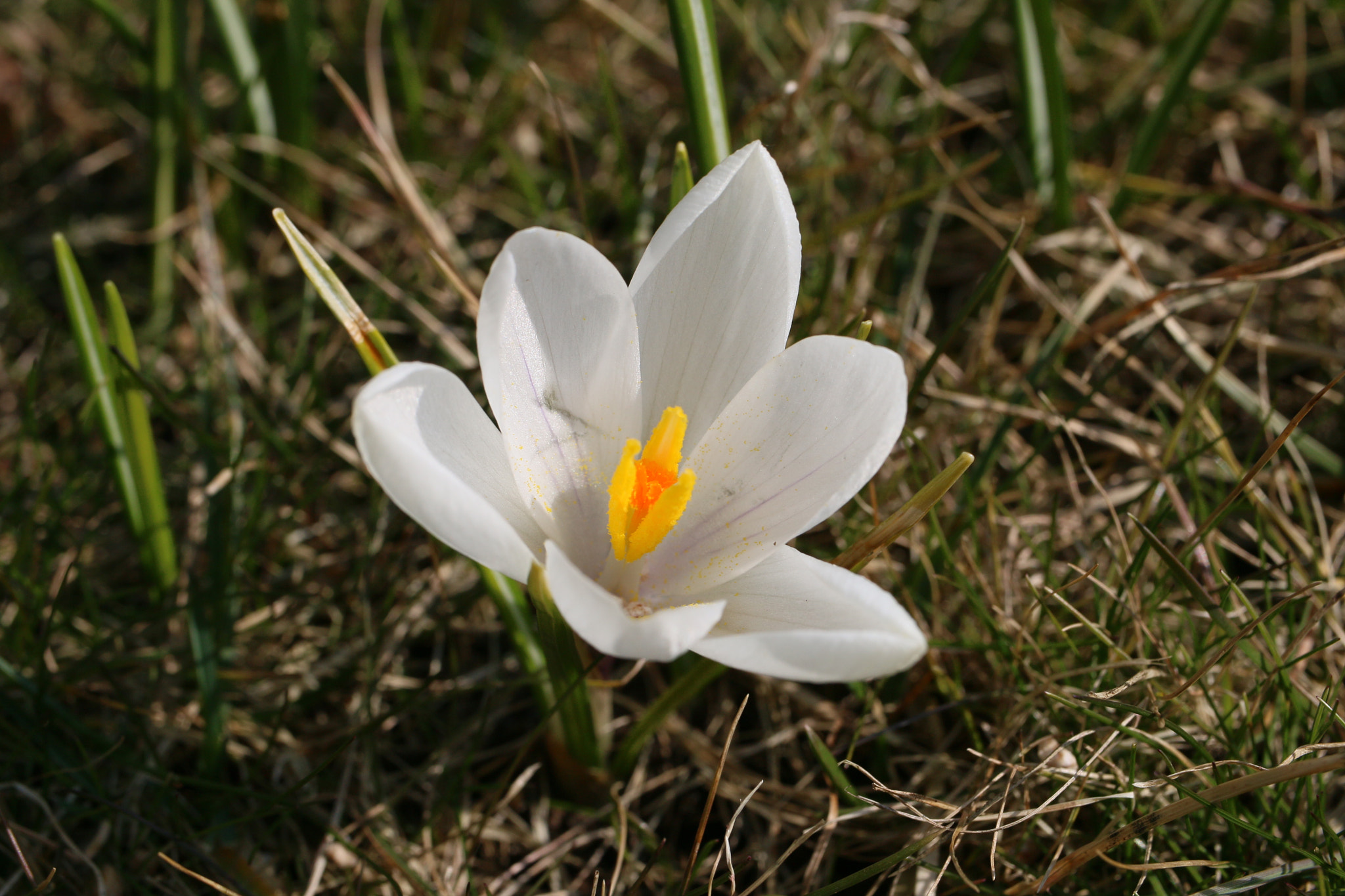 Canon EF-S 35mm F2.8 Macro IS STM sample photo. Spring photography